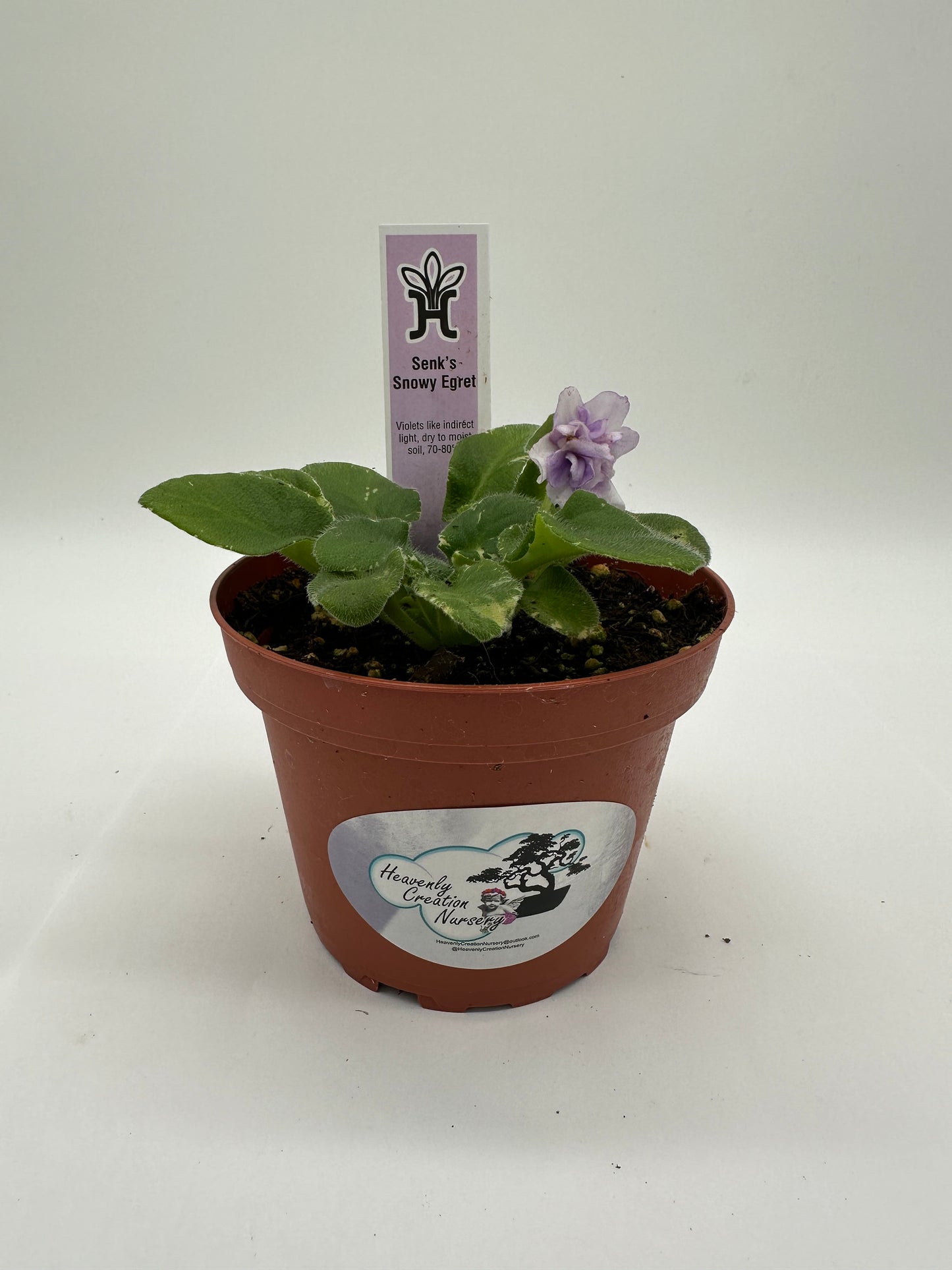 Senk's Snowy Egret - Live African Violet 4"