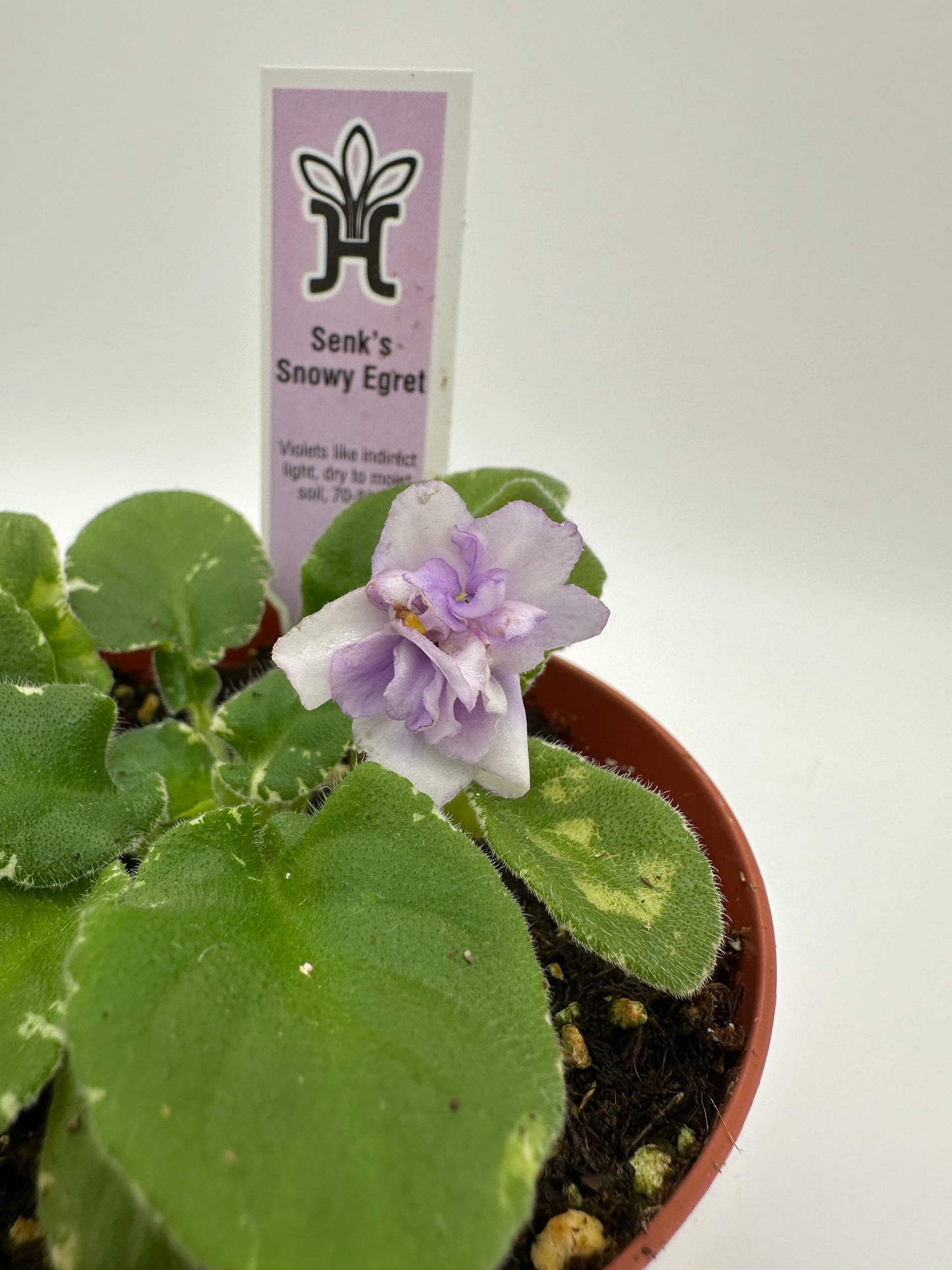 Senk's Snowy Egret - Live African Violet 4"