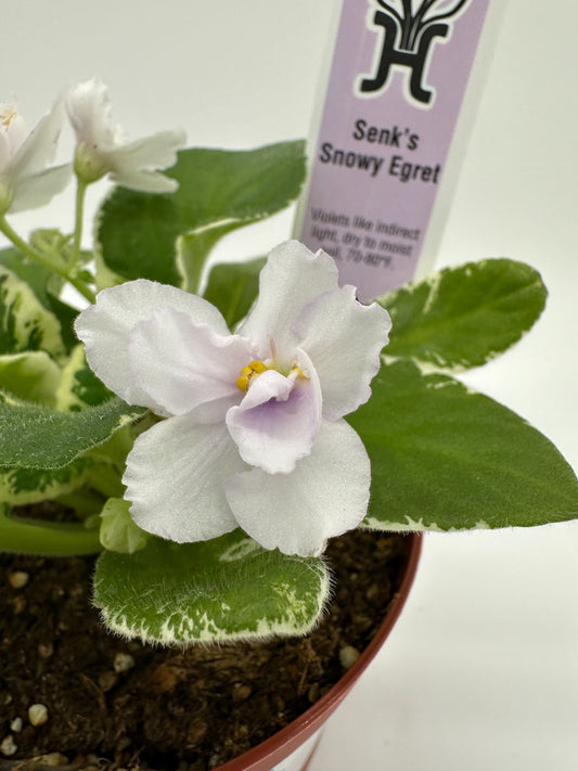 Senk's Snowy Egret - Live African Violet 4"