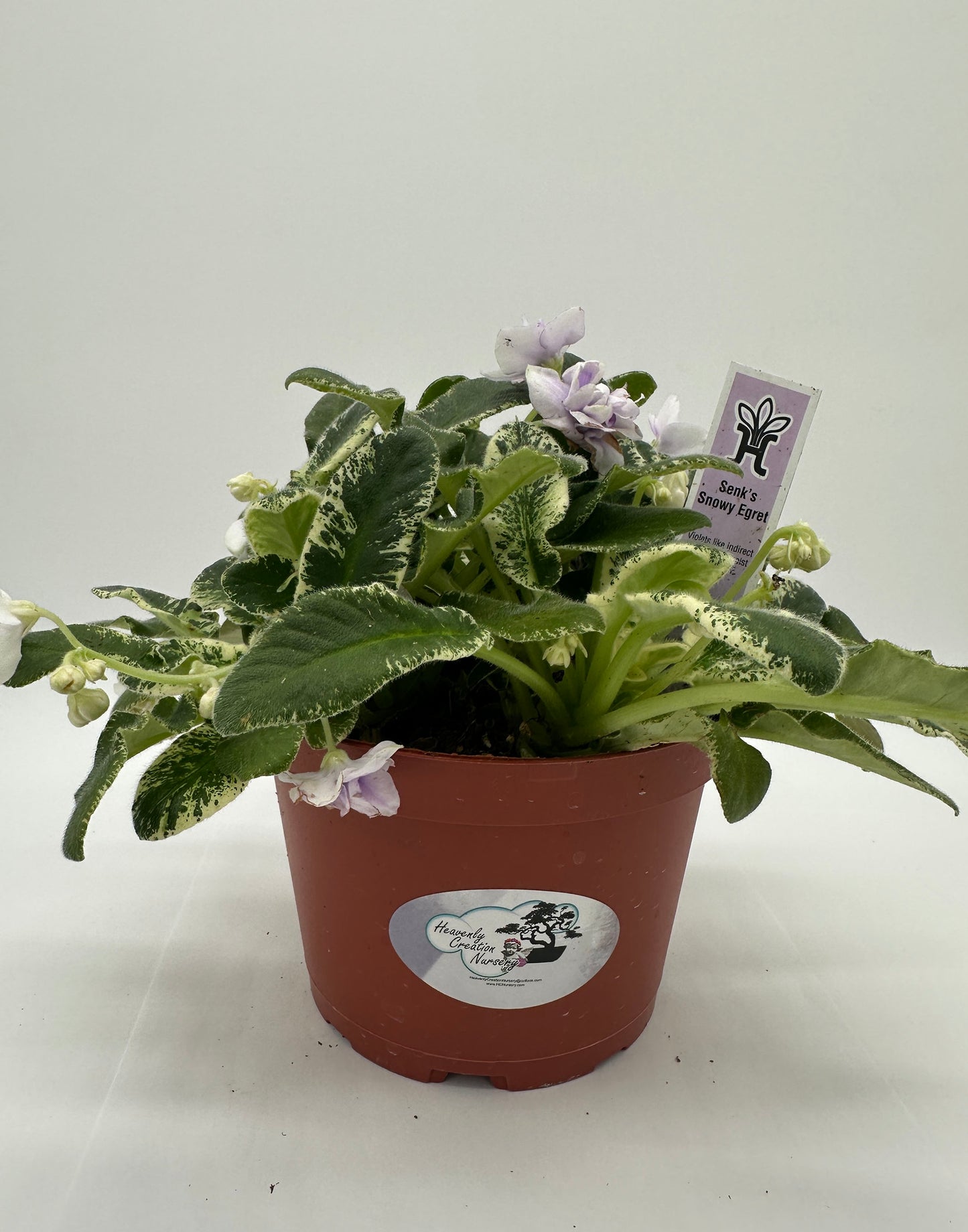 Senk's Snowy Egret - Live African Violet 6"
