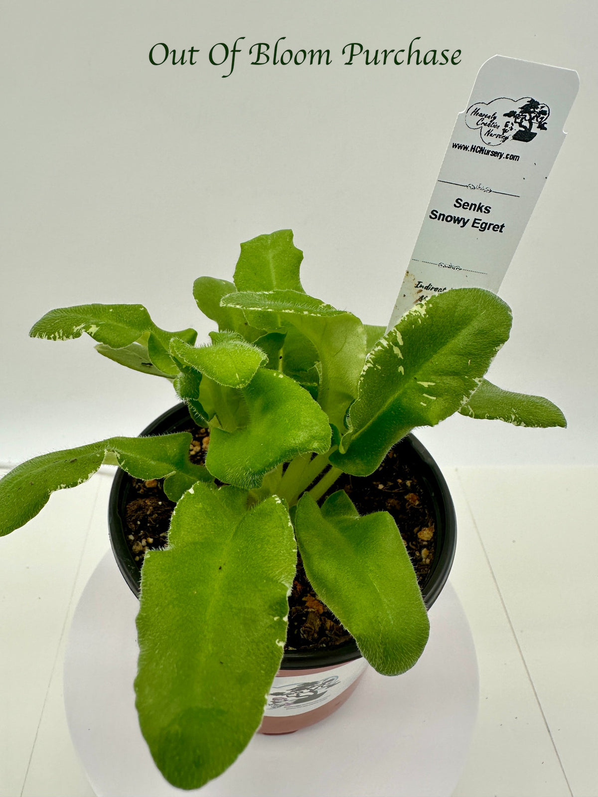 Senk's Snowy Egret - Live African Violet 4"