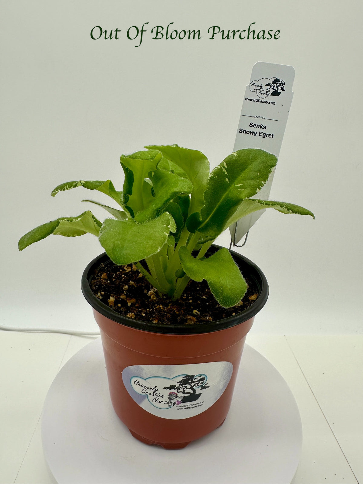 Senk's Snowy Egret - Live African Violet 4"