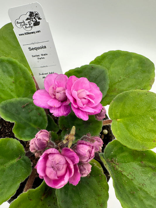 Sequoia - Live African Violet 4" - Series: State Parks