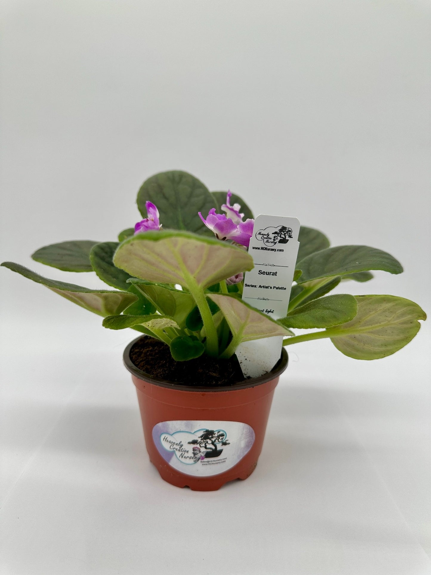 Seurat - Live African Violet 4" - Series: Artist's Palette