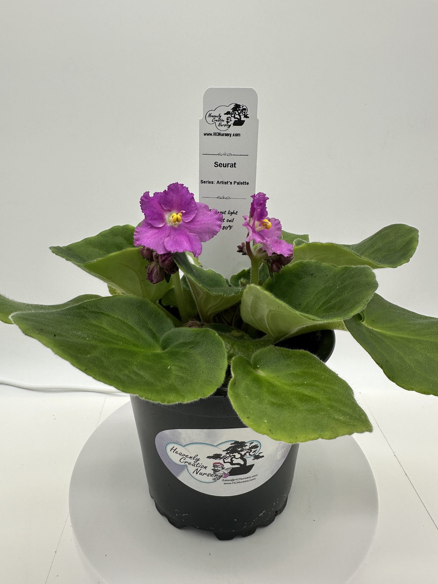 Seurat - Live African Violet 4" - Series: Artist's Palette