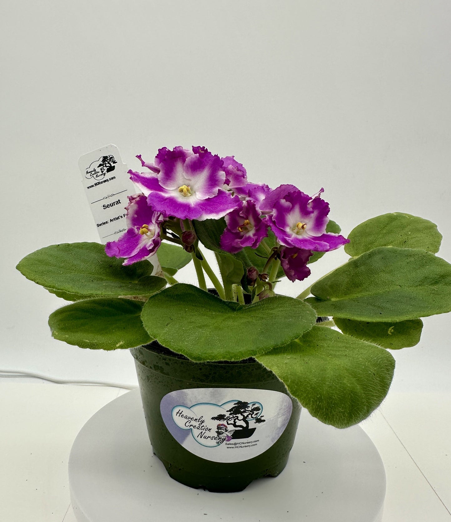 Seurat - Live African Violet 4" - Series: Artist's Palette