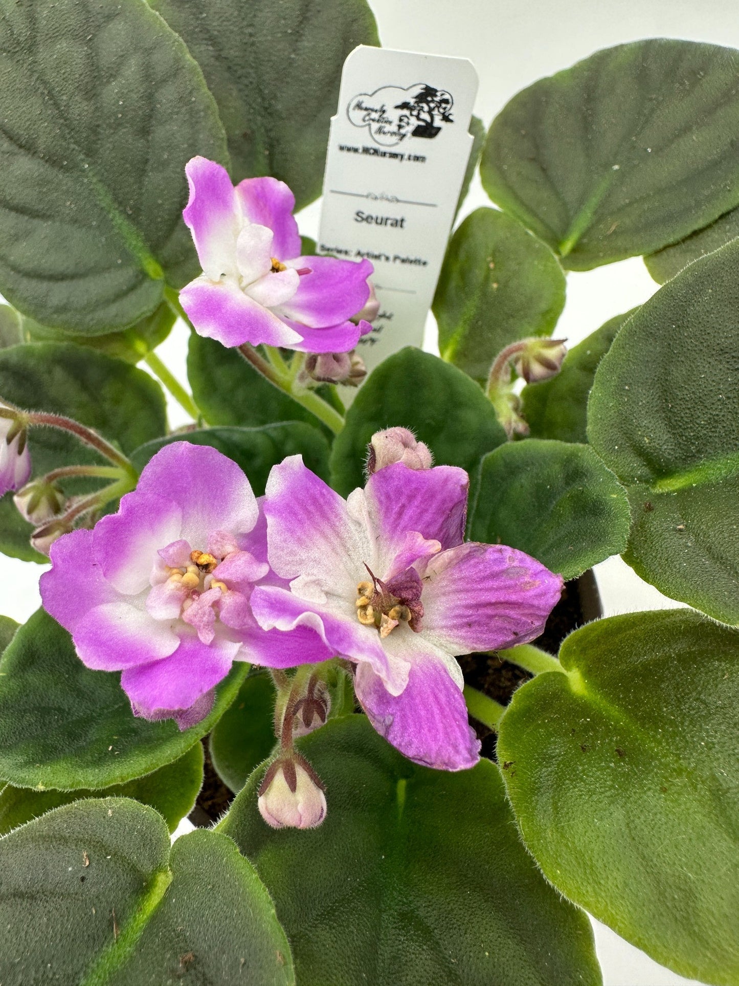 Seurat - Live African Violet 4" - Series: Artist's Palette