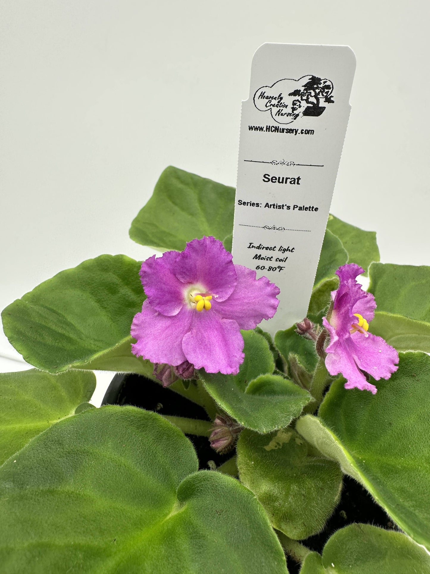 Seurat - Live African Violet 4" - Series: Artist's Palette