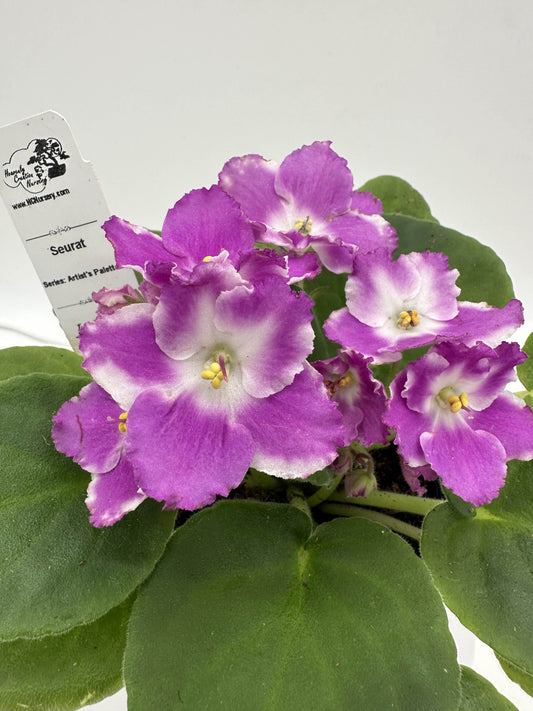 Seurat - Live African Violet 4" - Series: Artist's Palette