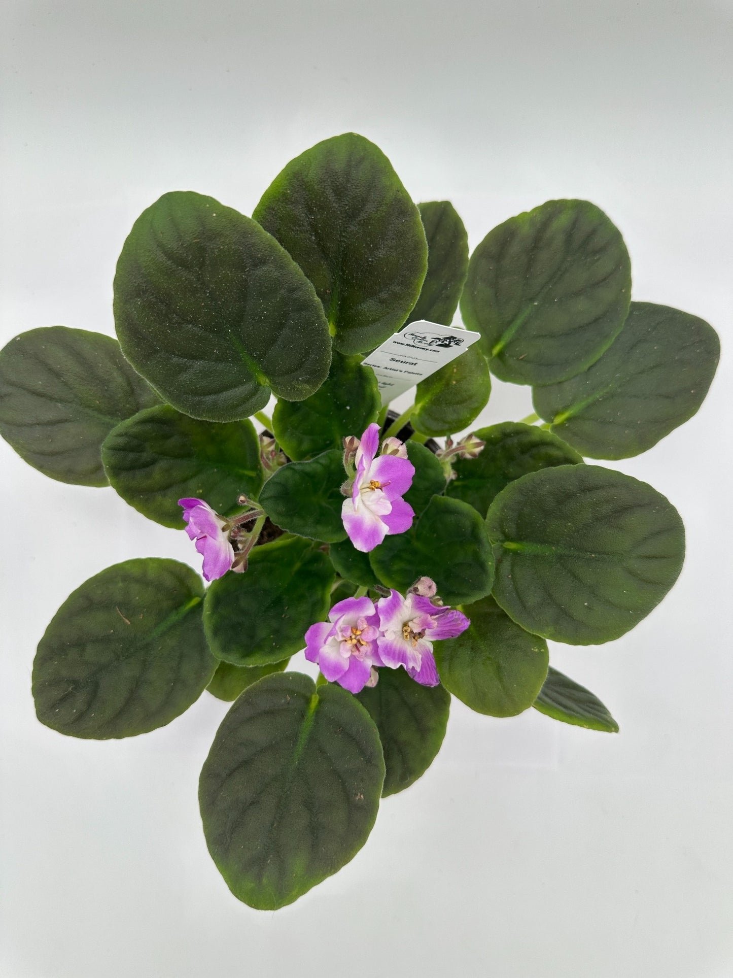 Seurat - Live African Violet 4" - Series: Artist's Palette