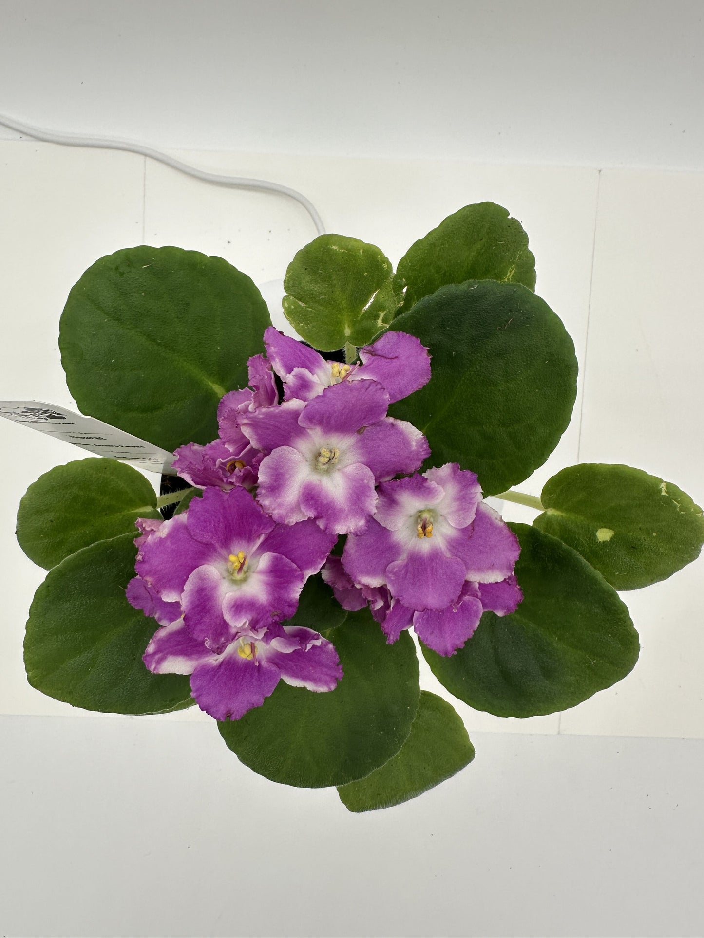 Seurat - Live African Violet 4" - Series: Artist's Palette