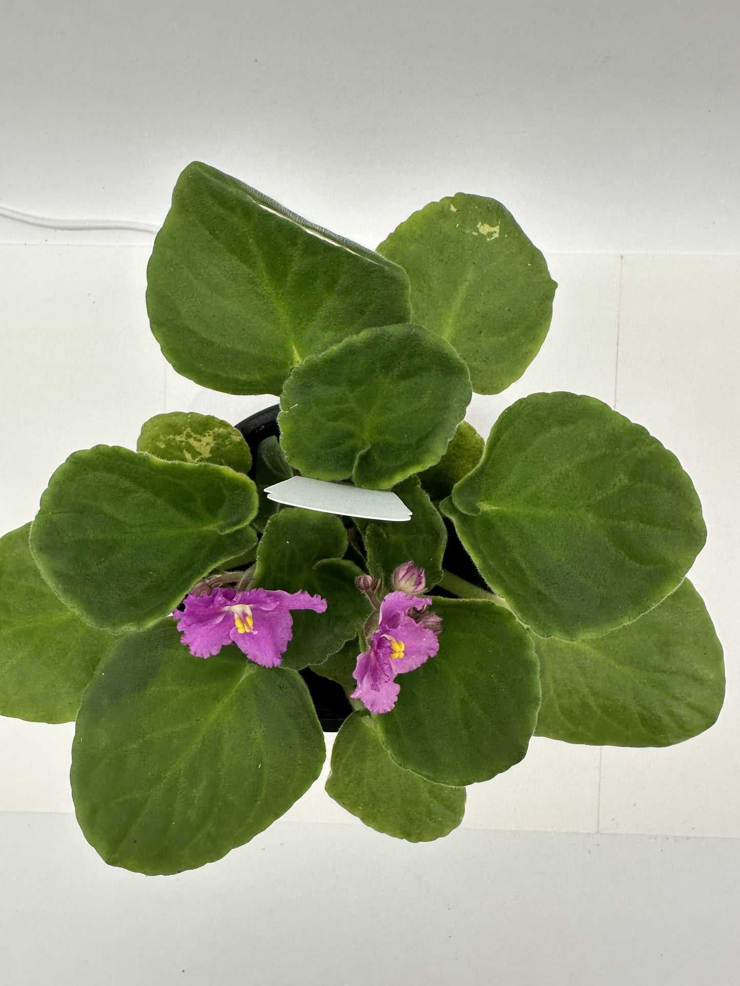 Seurat - Live African Violet 4" - Series: Artist's Palette