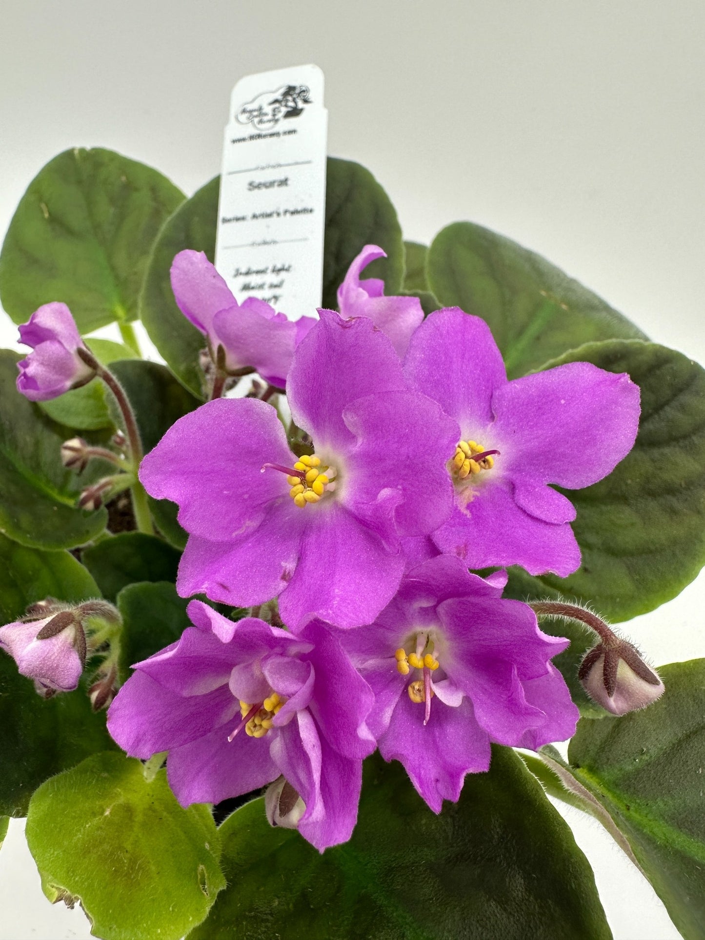 Seurat - Live African Violet 4" - Series: Artist's Palette