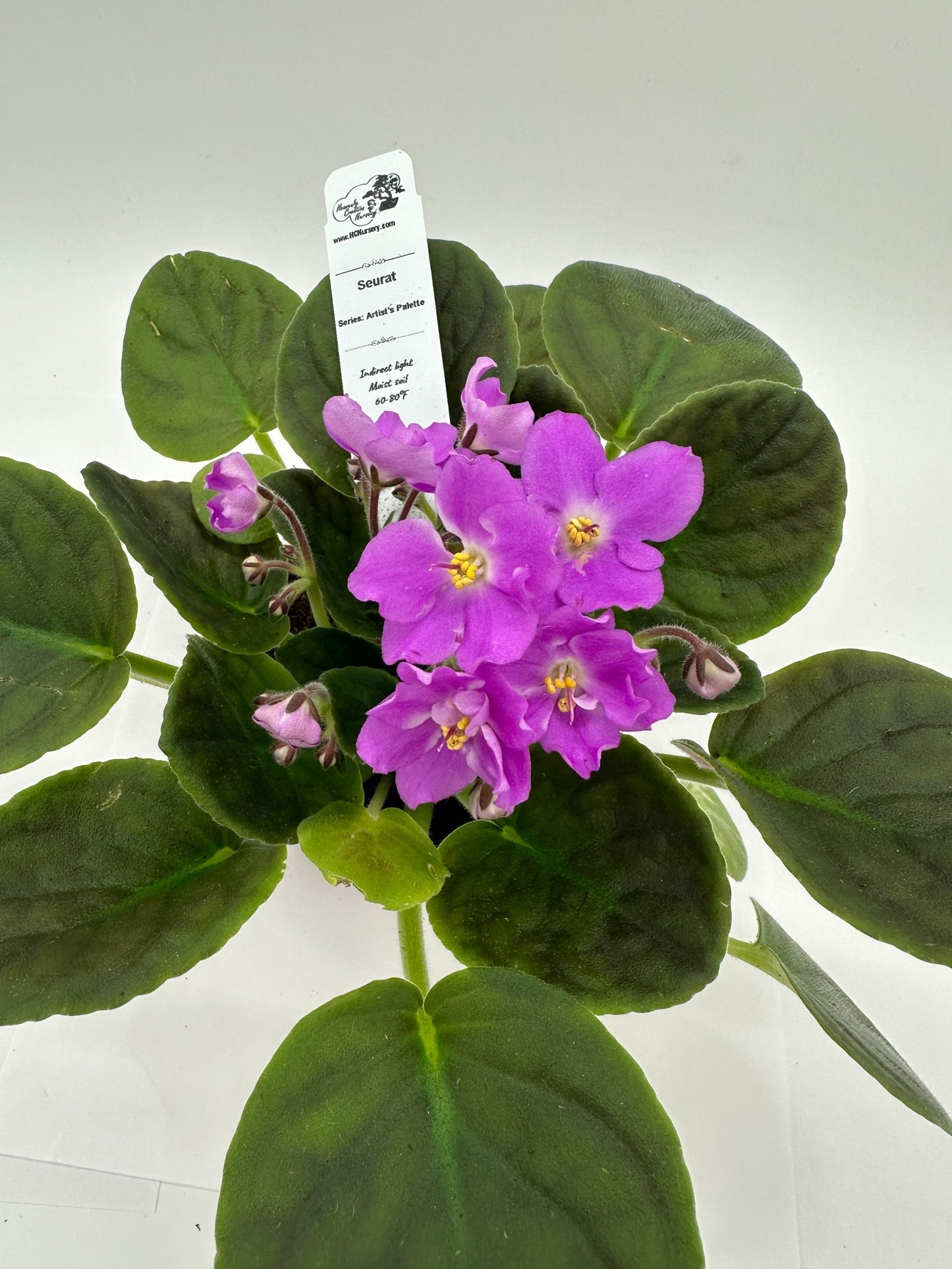 Seurat - Live African Violet 4" - Series: Artist's Palette