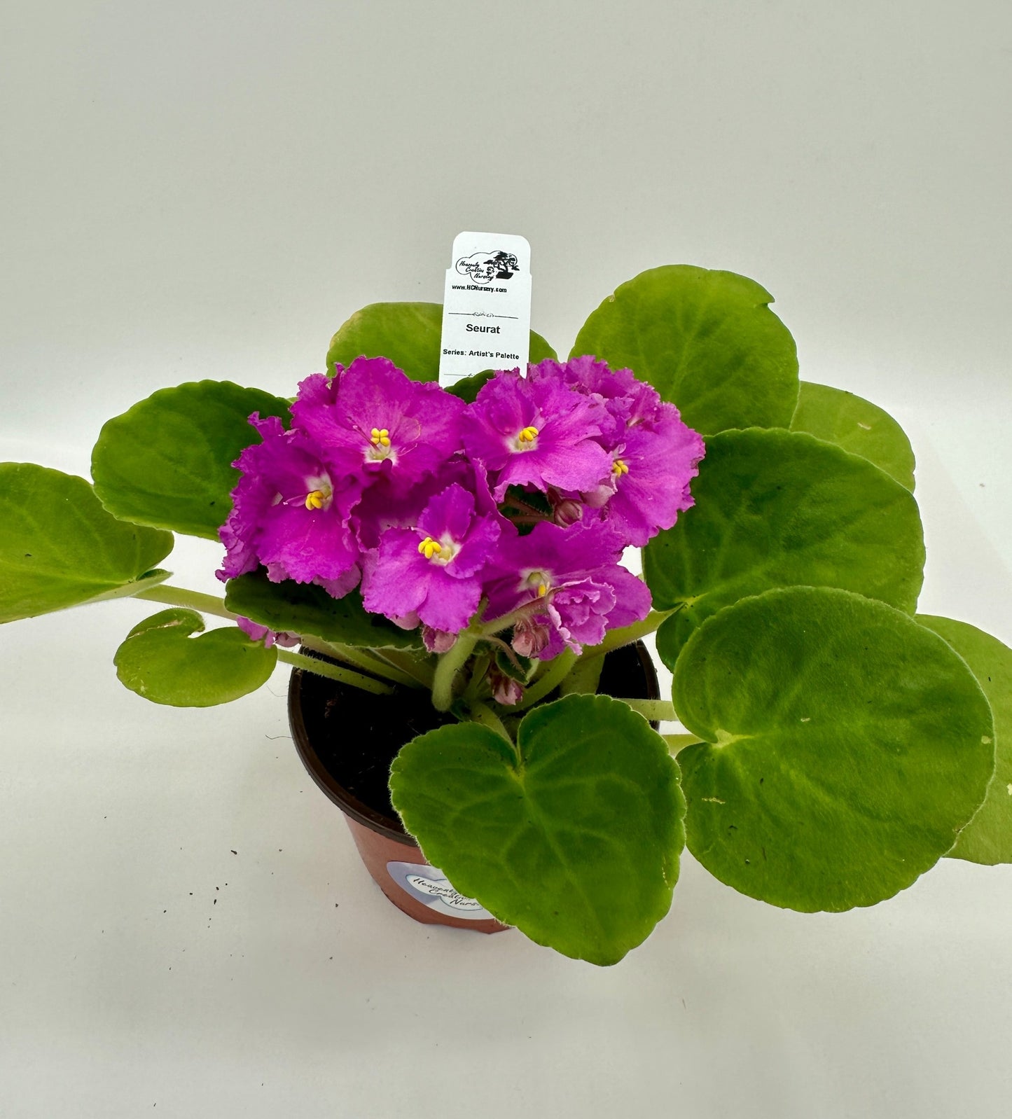 Seurat - Live African Violet 4" - Series: Artist's Palette