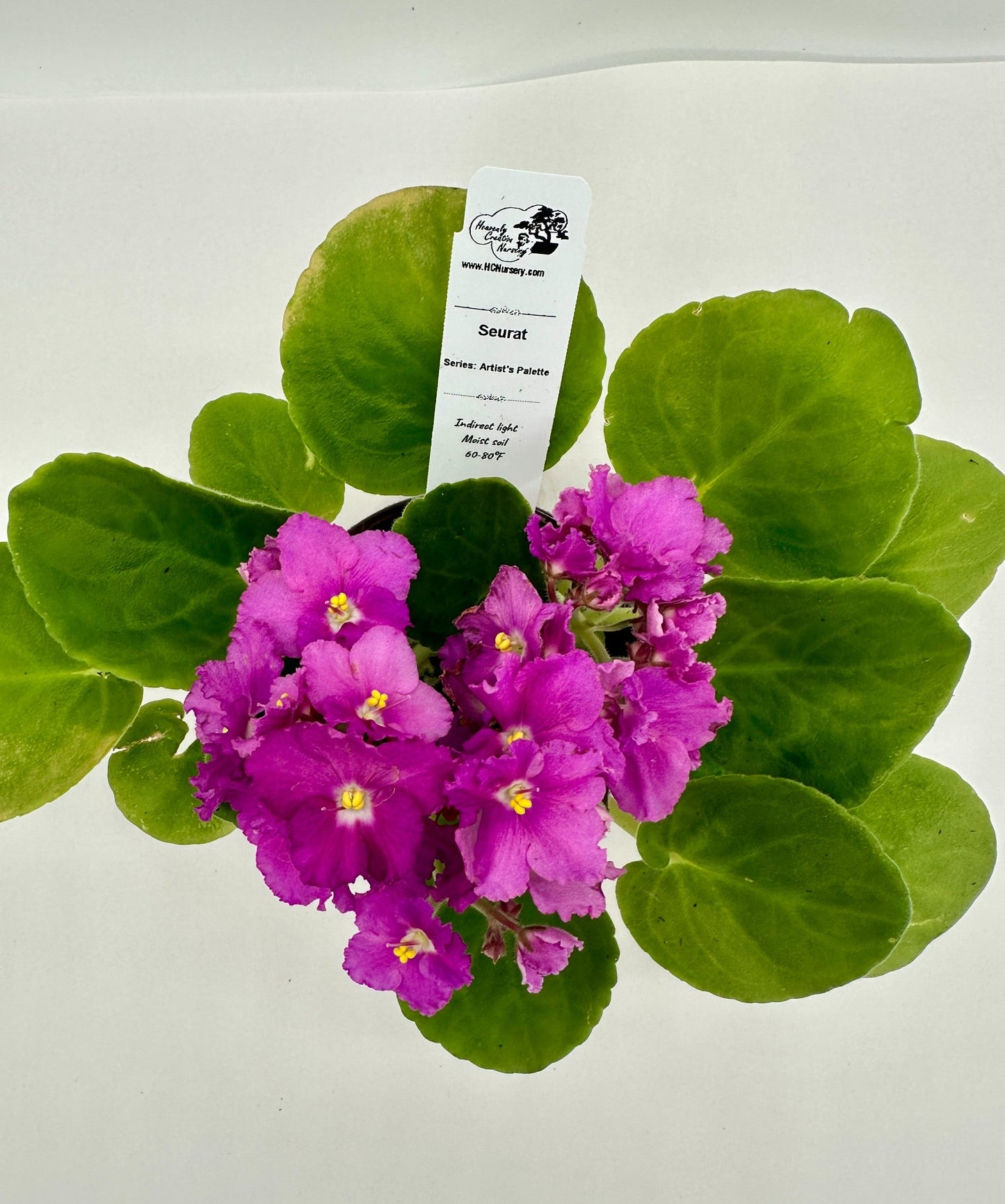 Seurat - Live African Violet 4" - Series: Artist's Palette