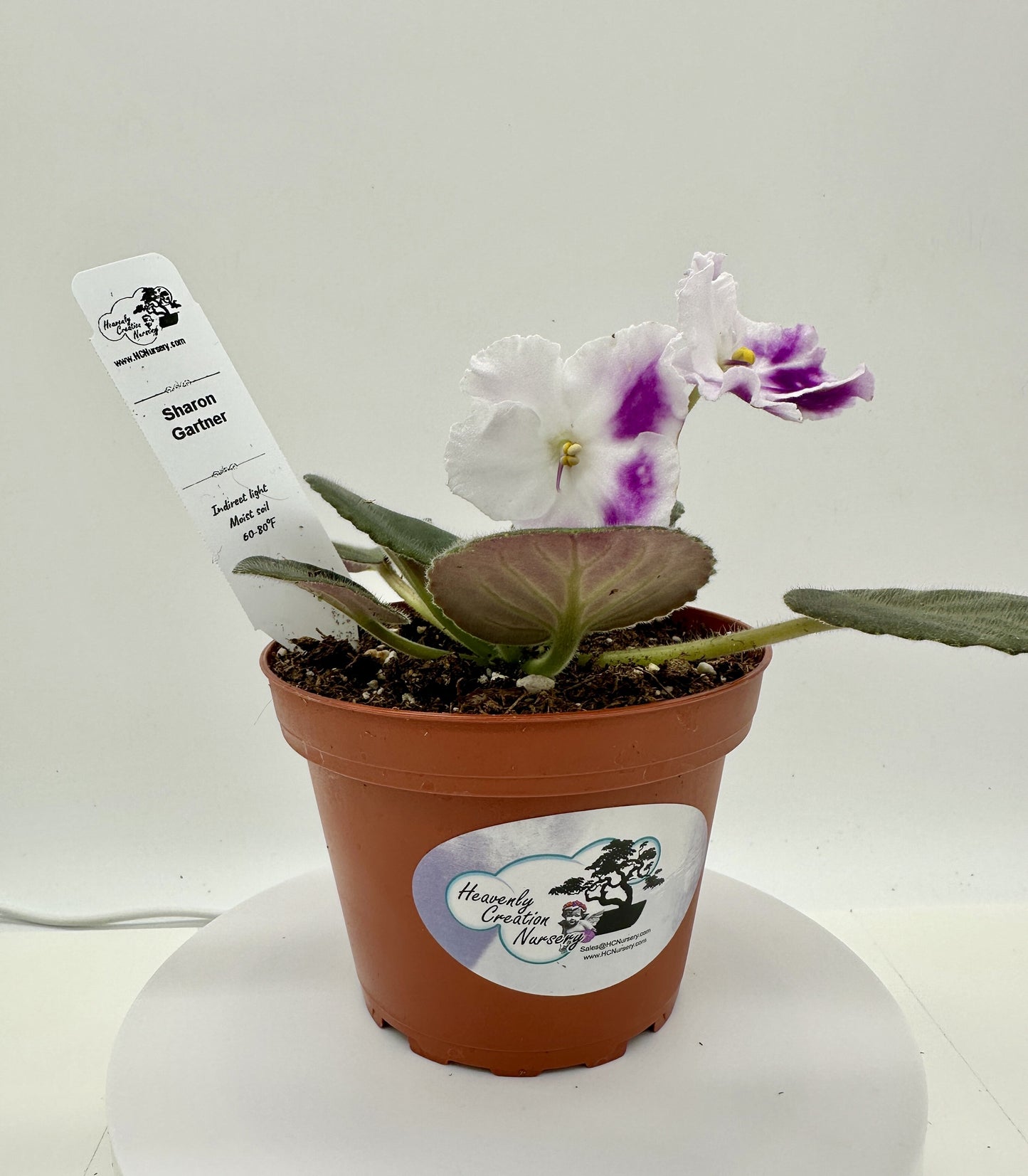 Sharon Gartner - Live African Violet 4"