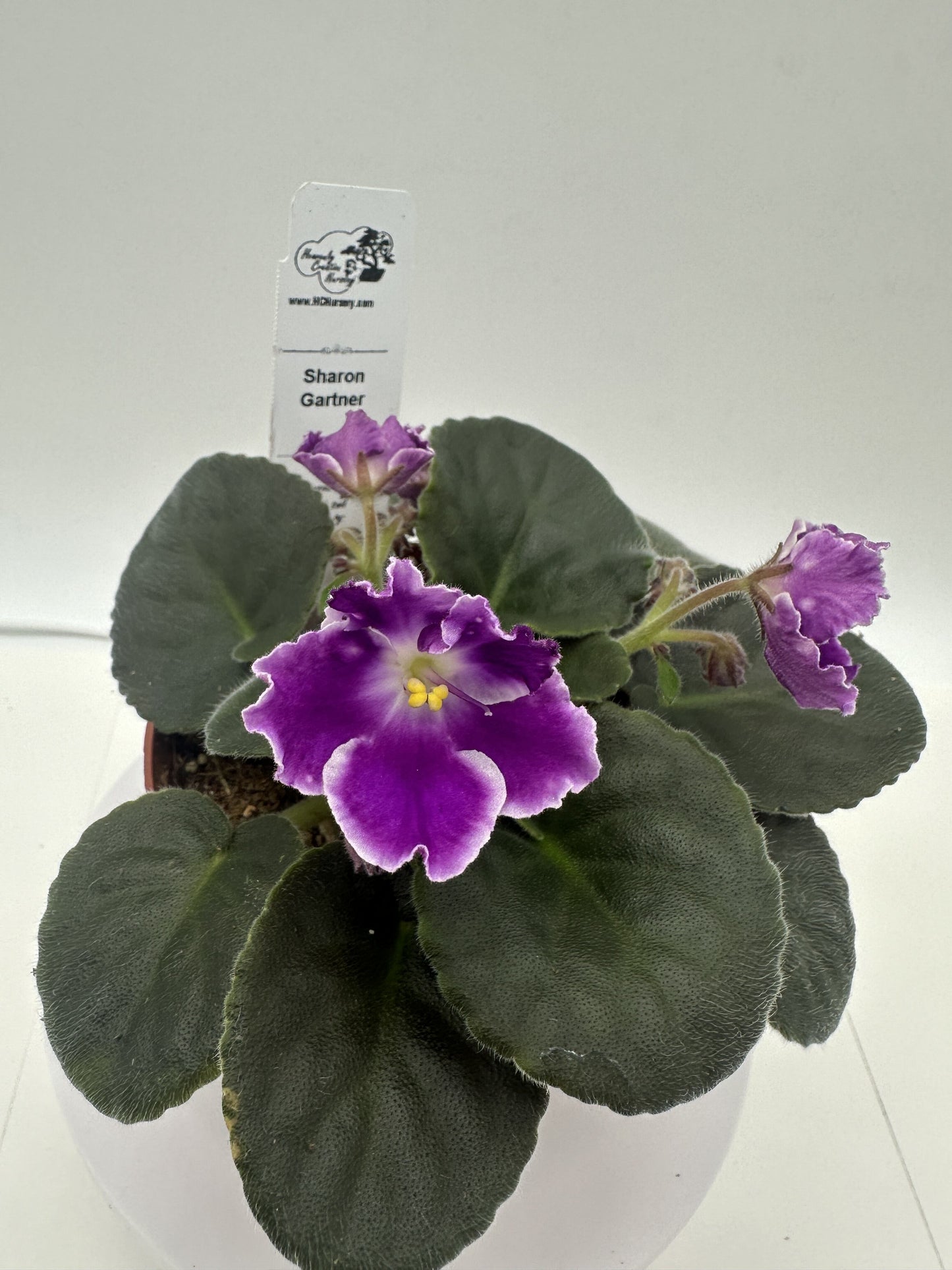 Sharon Gartner - Live African Violet 4"