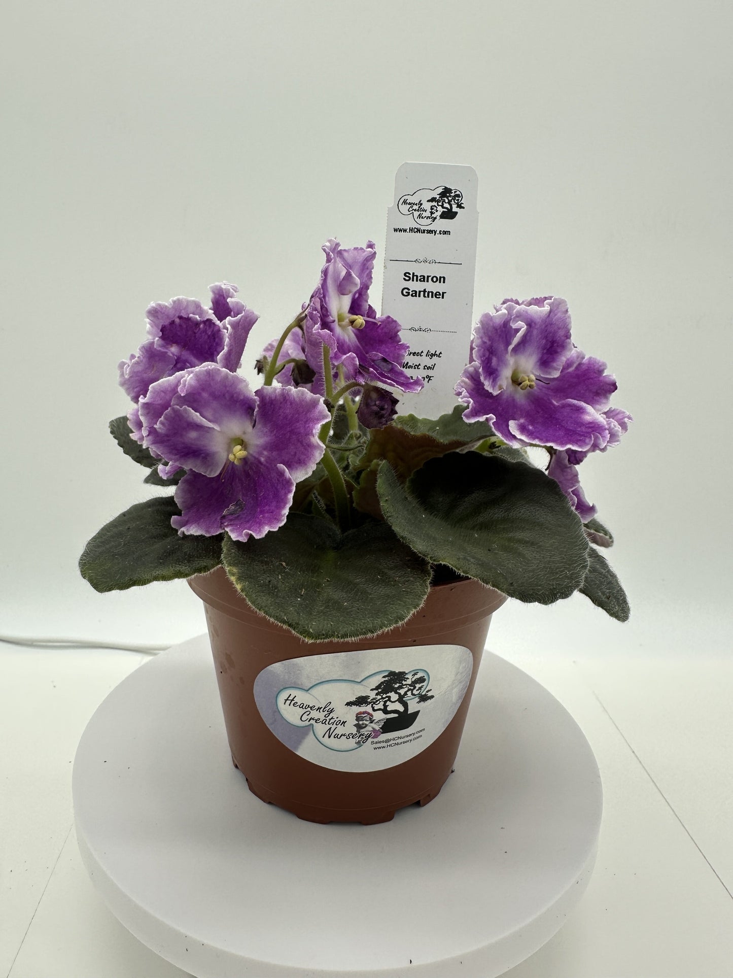 Sharon Gartner - Live African Violet 4"