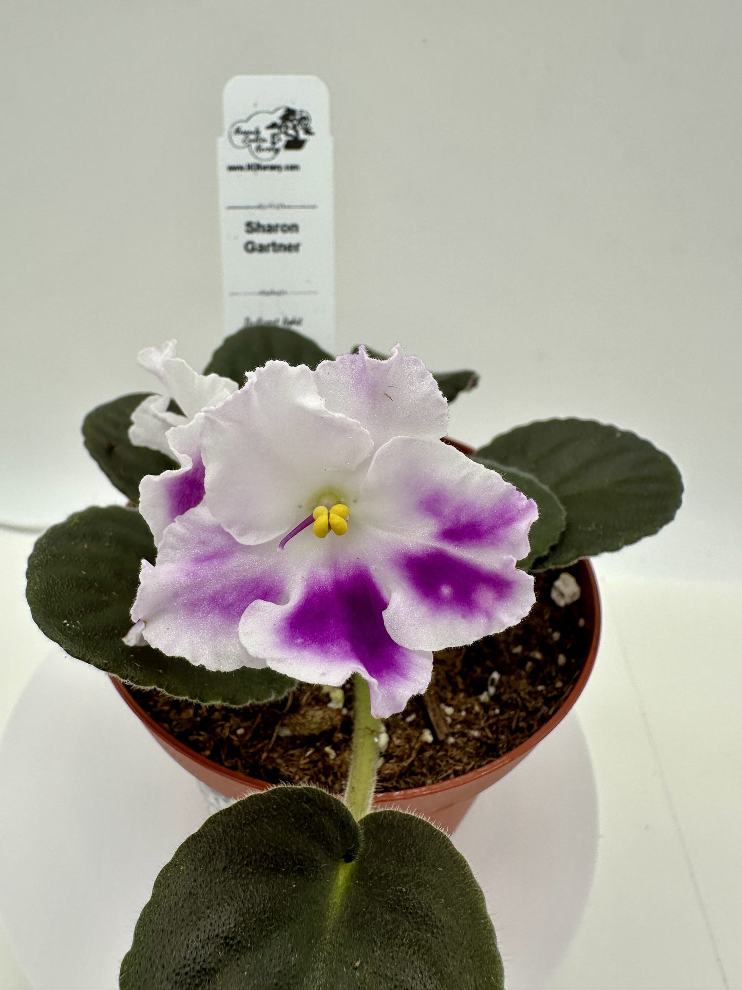 Sharon Gartner - Live African Violet 4"