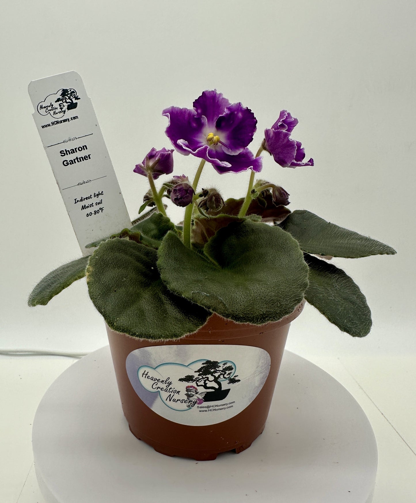 Sharon Gartner - Live African Violet 4"