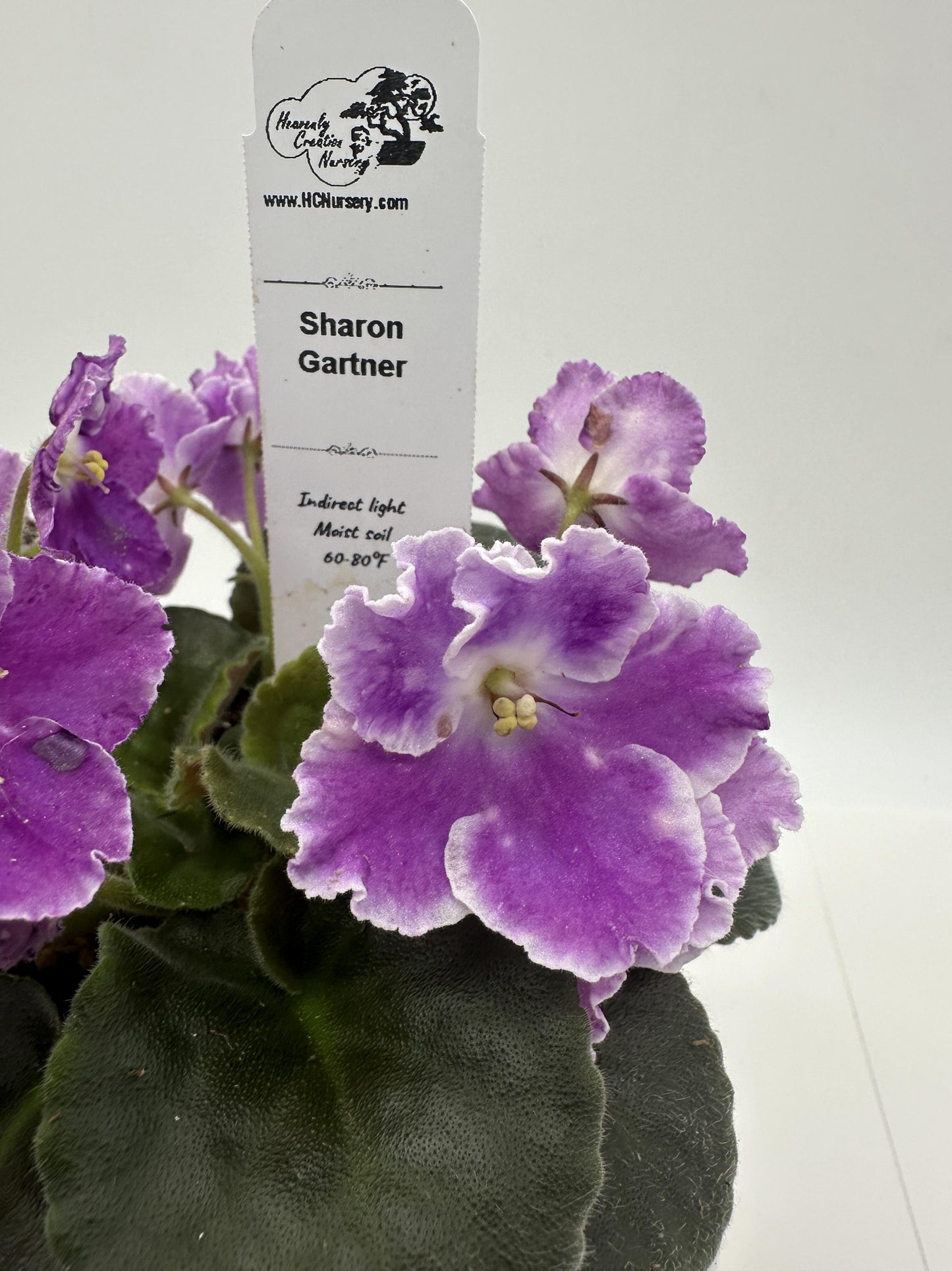 Sharon Gartner - Live African Violet 4"