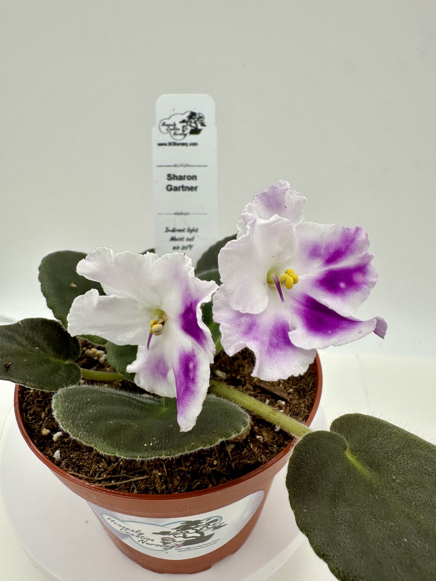 Sharon Gartner - Live African Violet 4"