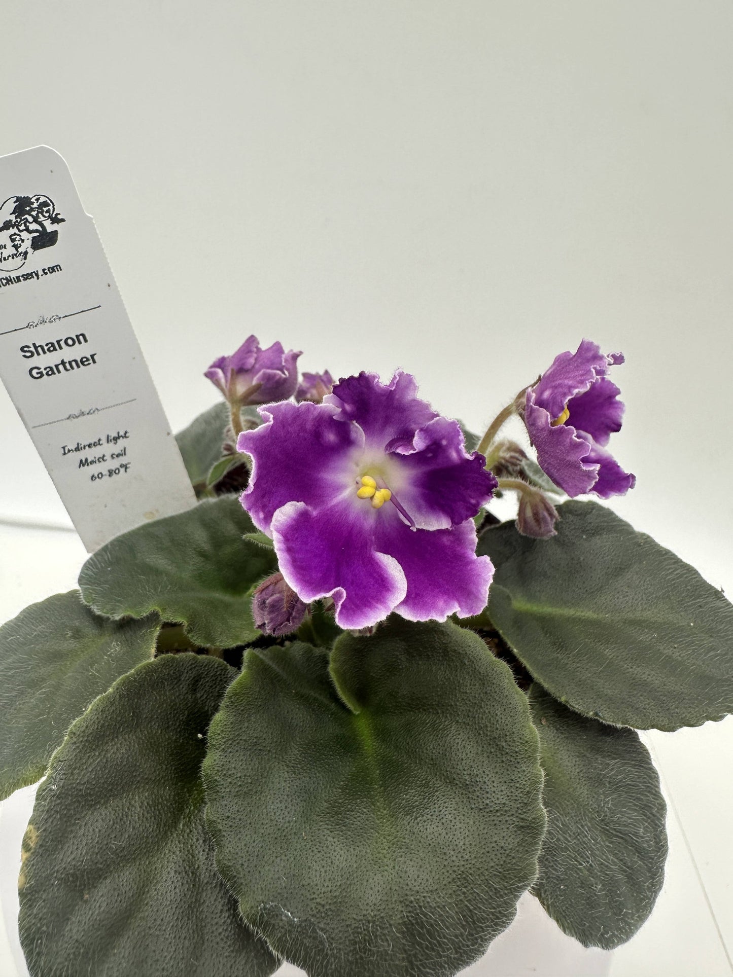 Sharon Gartner - Live African Violet 4"