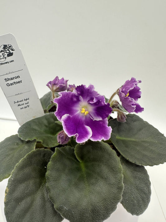 Sharon Gartner - Live African Violet 4"