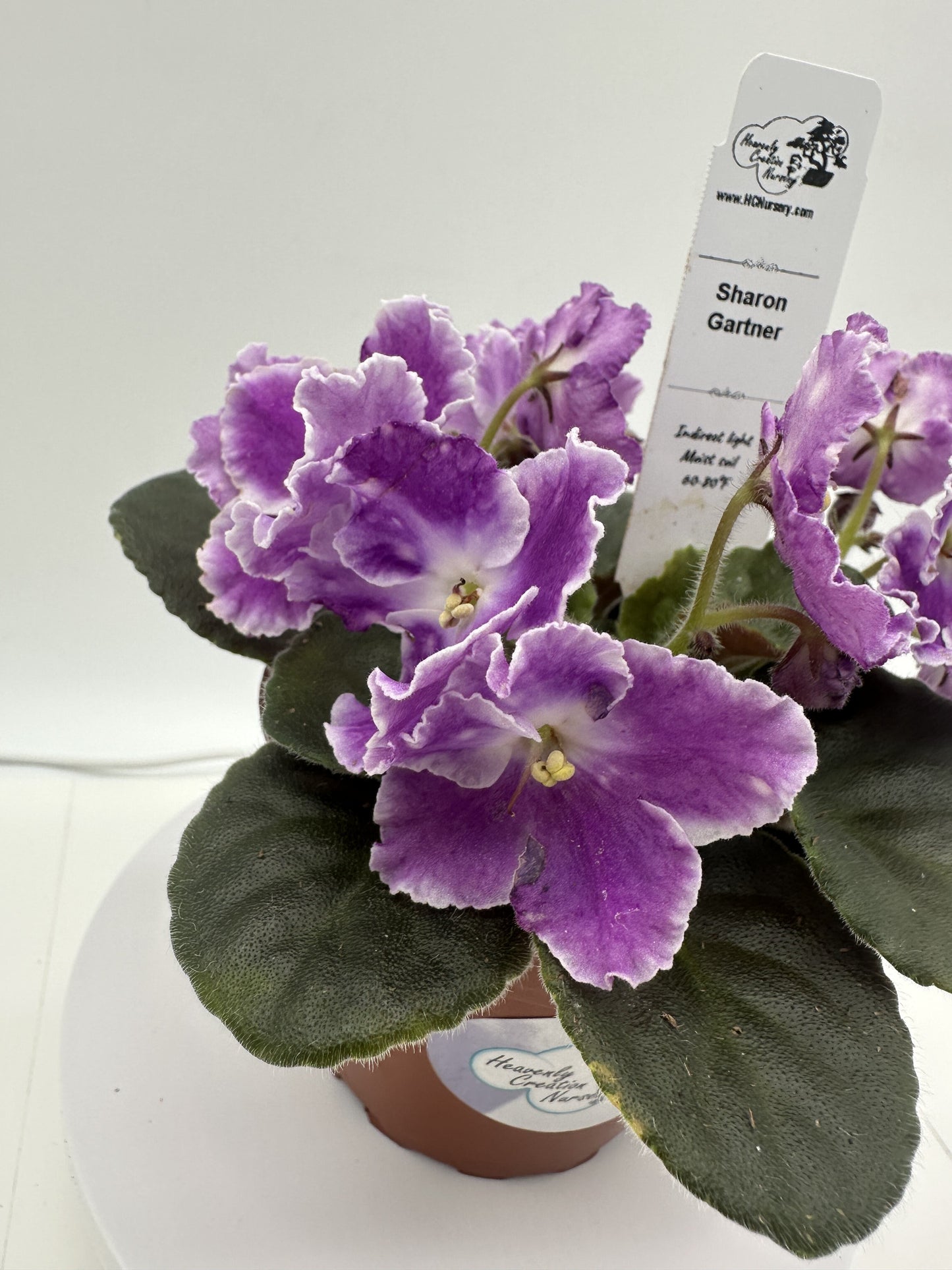 Sharon Gartner - Live African Violet 4"