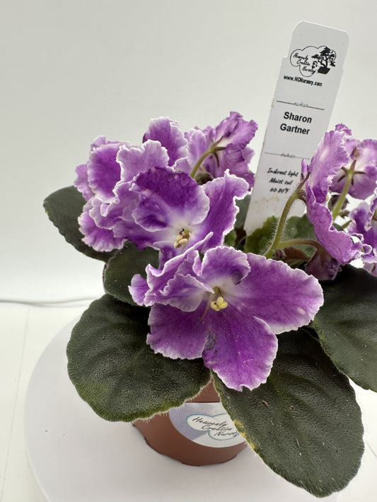Sharon Gartner - Live African Violet 4"