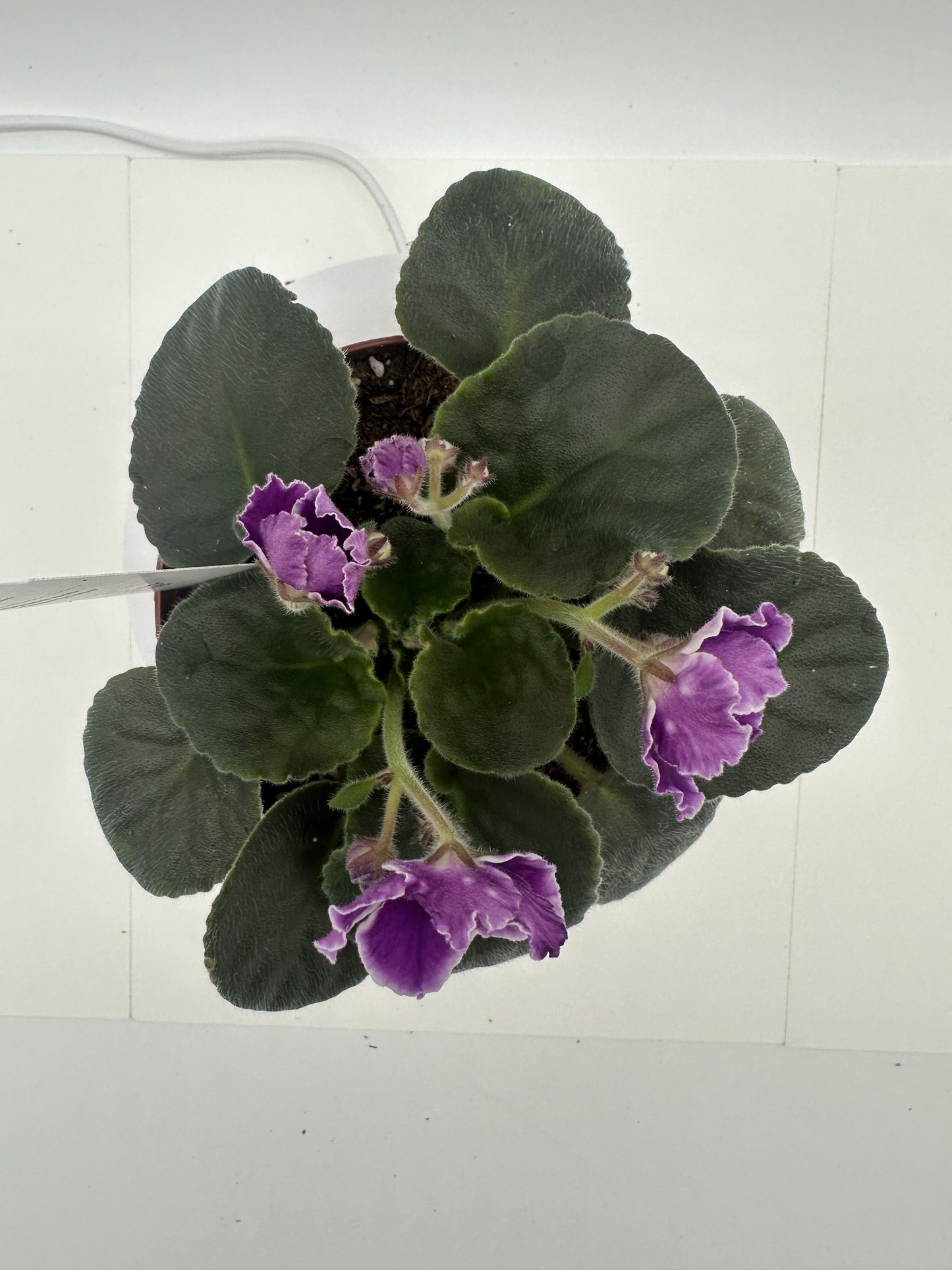 Sharon Gartner - Live African Violet 4"