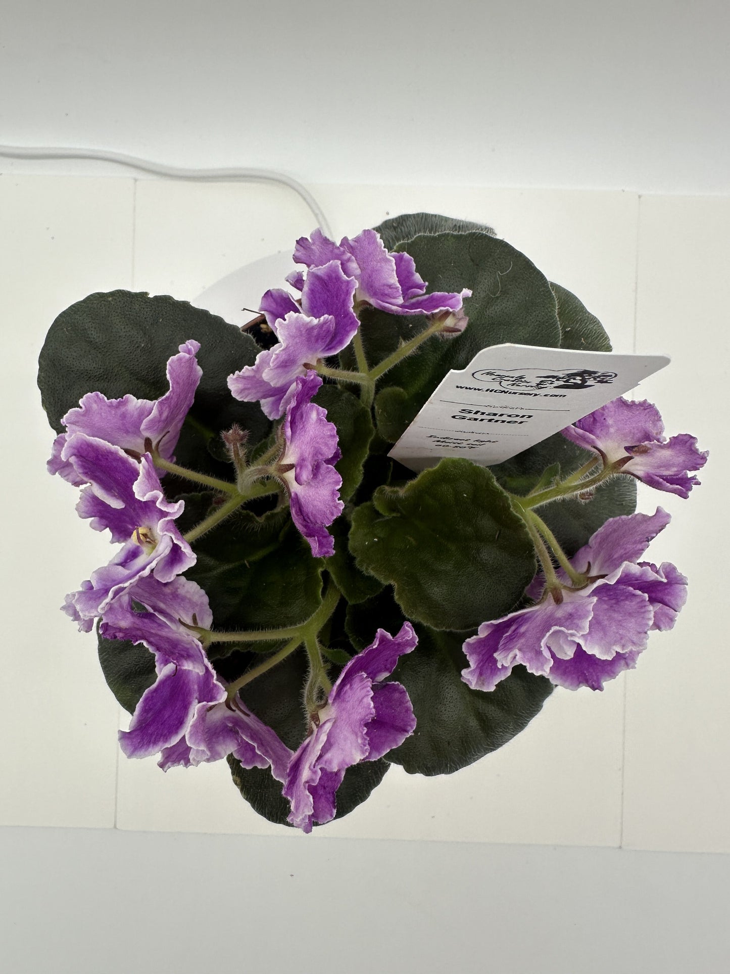 Sharon Gartner - Live African Violet 4"
