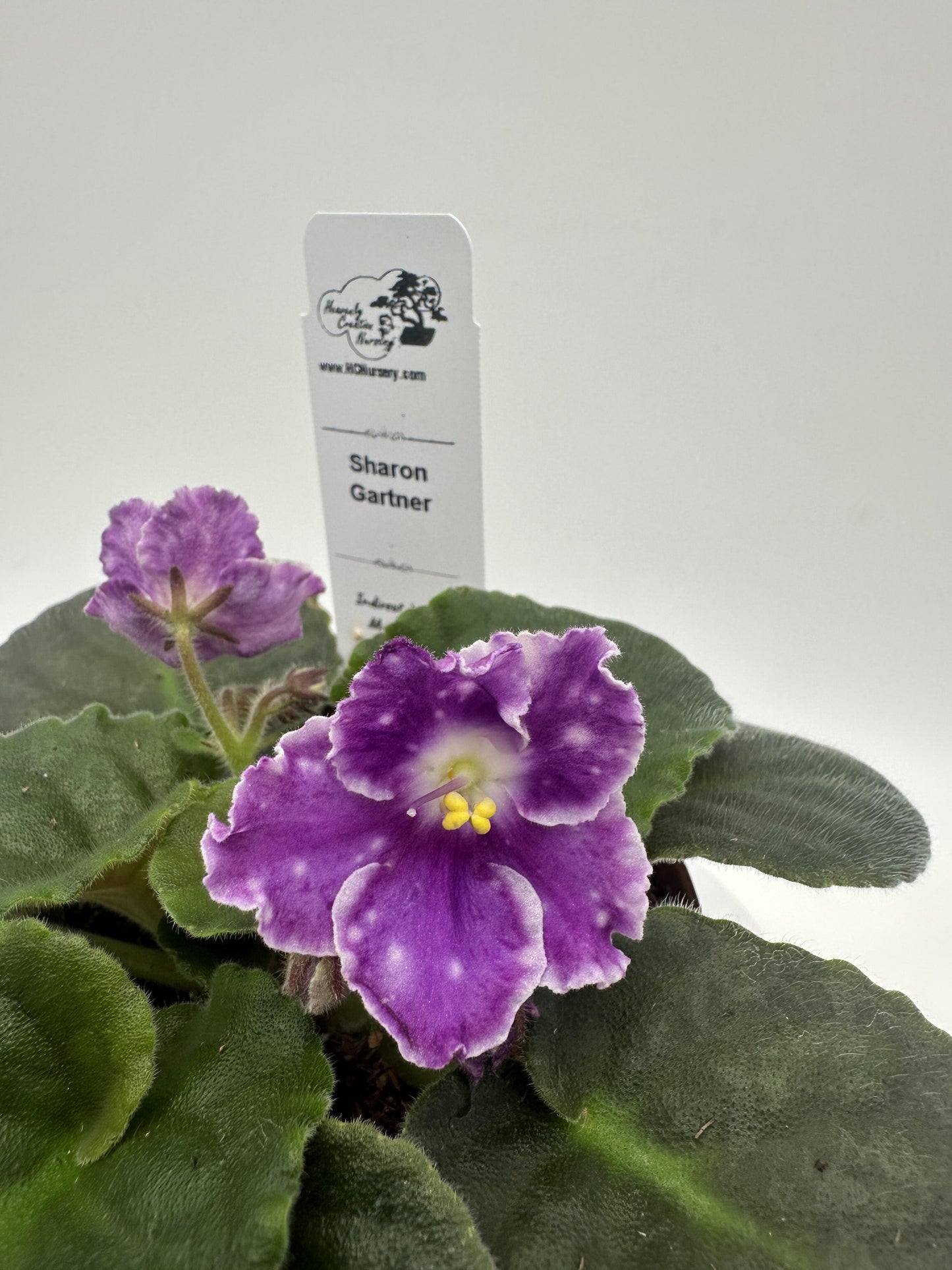 Sharon Gartner - Live African Violet 4"