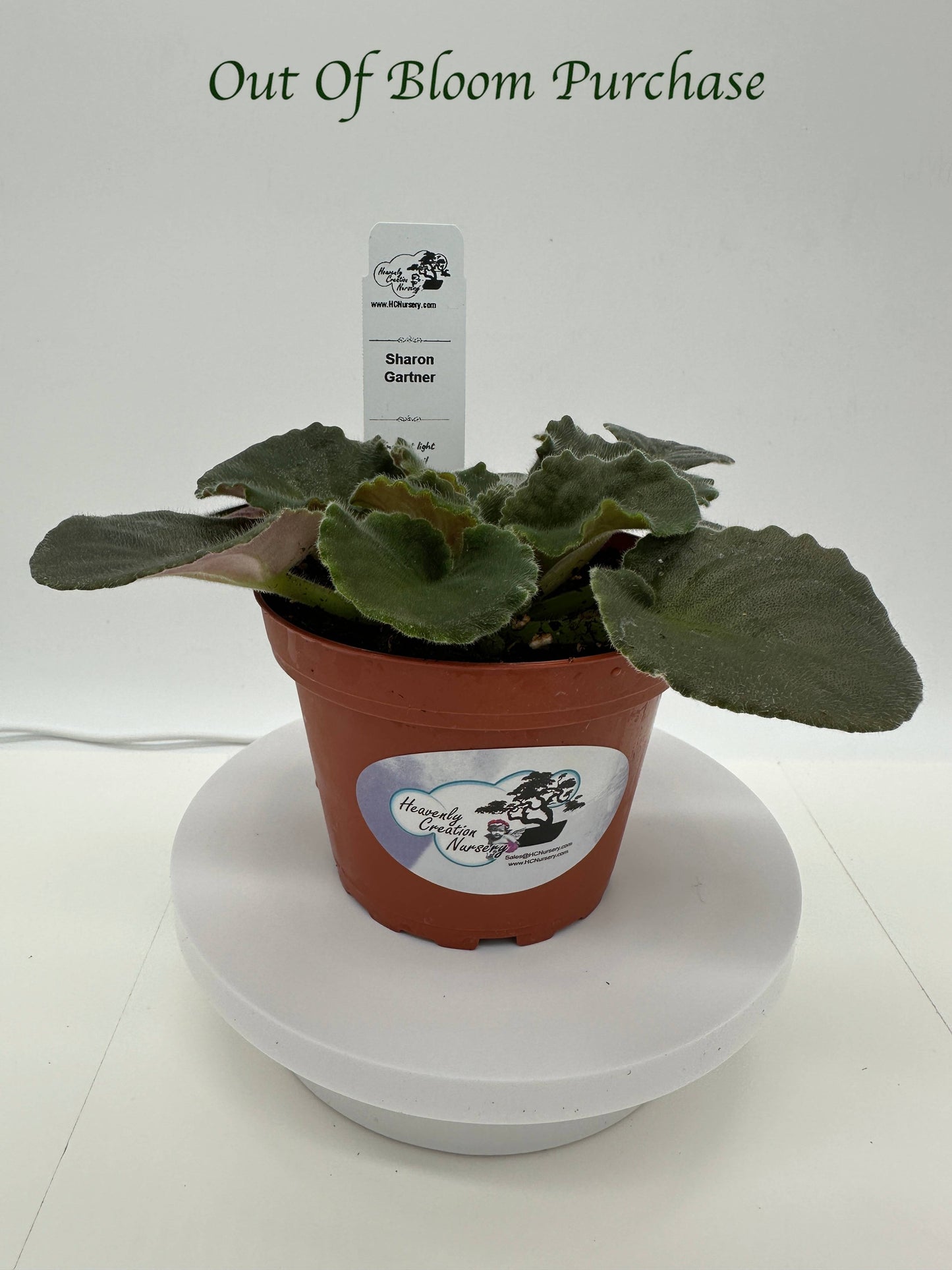 Sharon Gartner - Live African Violet 4"