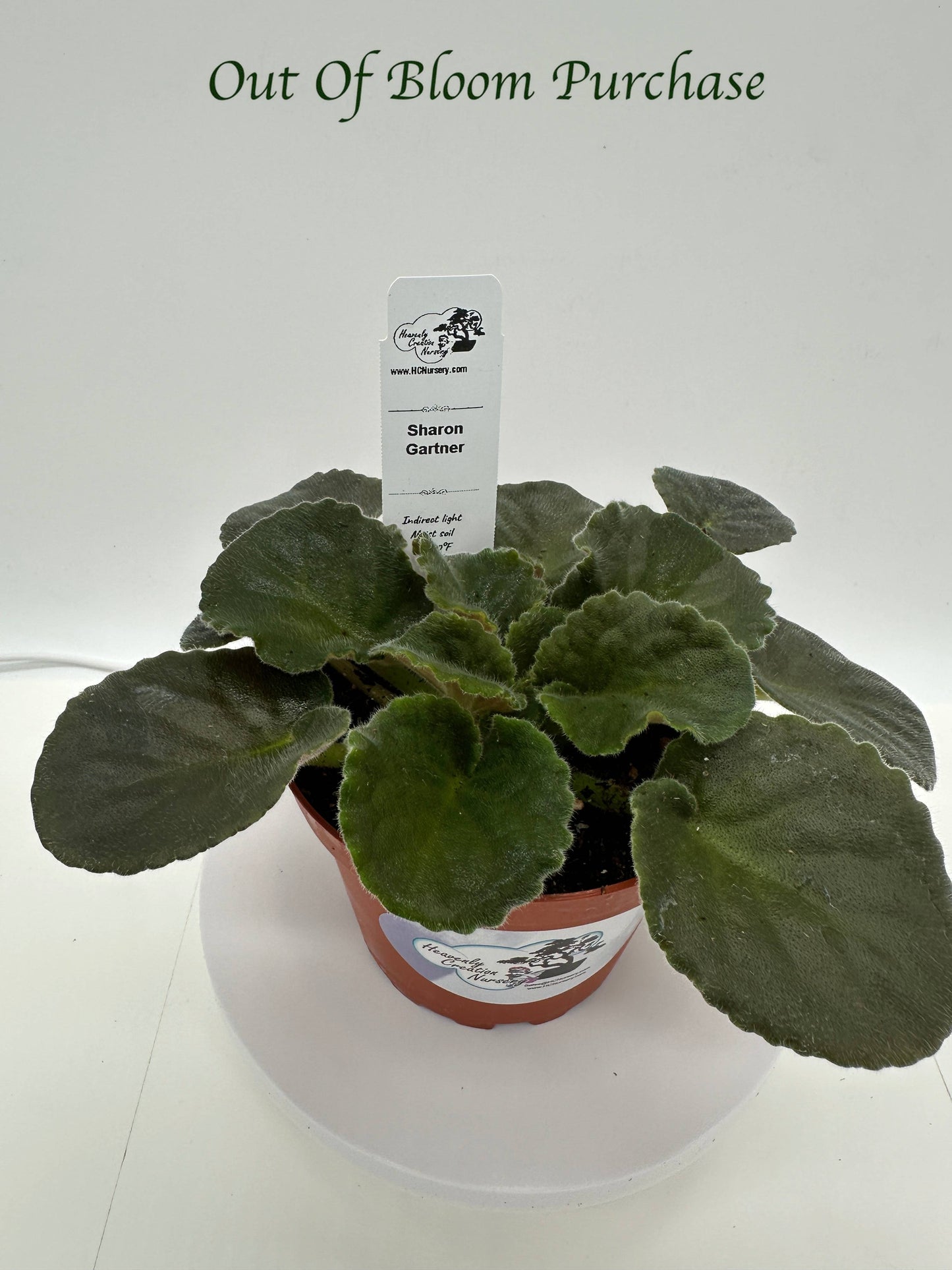 Sharon Gartner - Live African Violet 4"