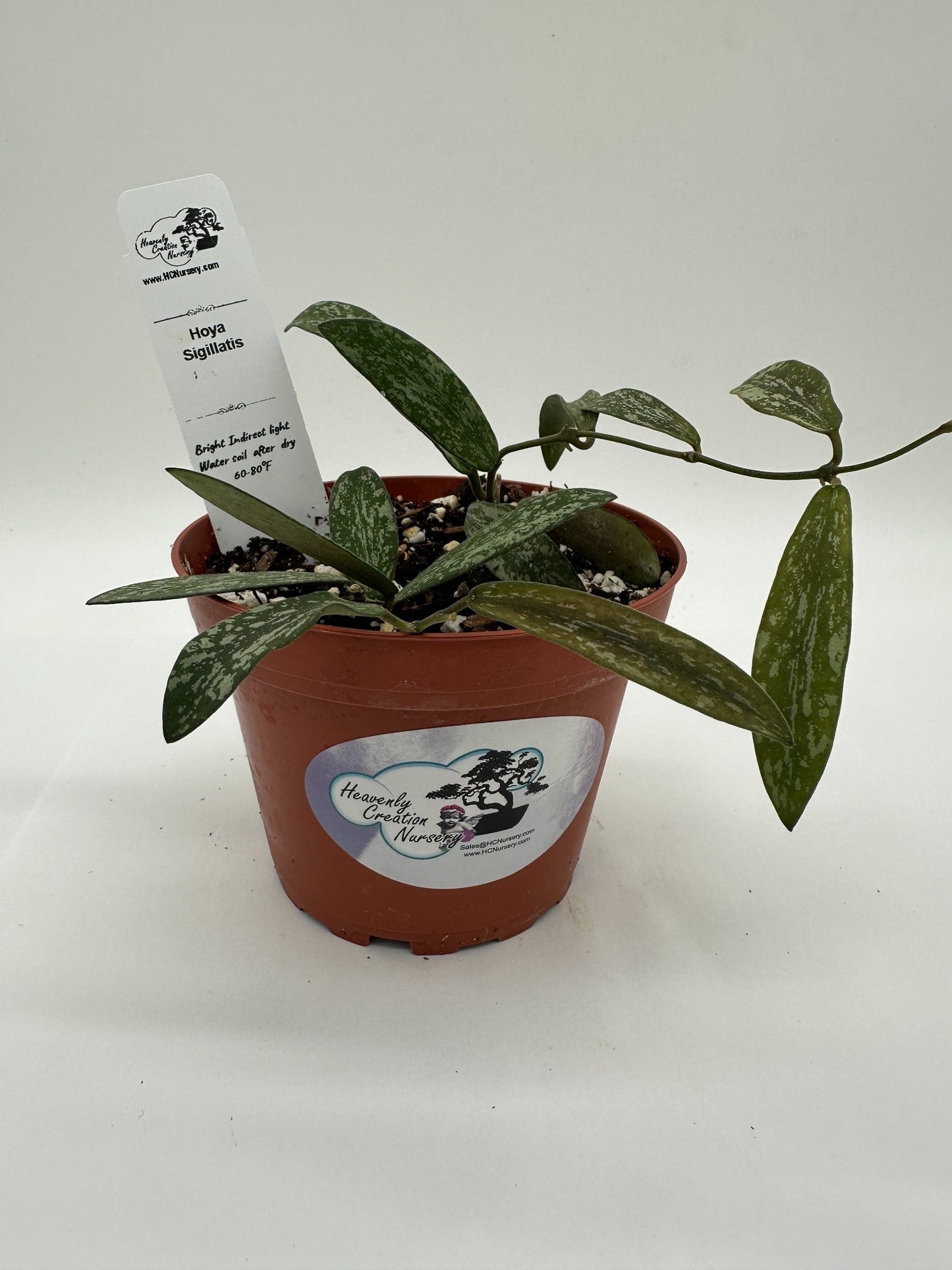 Sigillatis - Live Hoya 4"