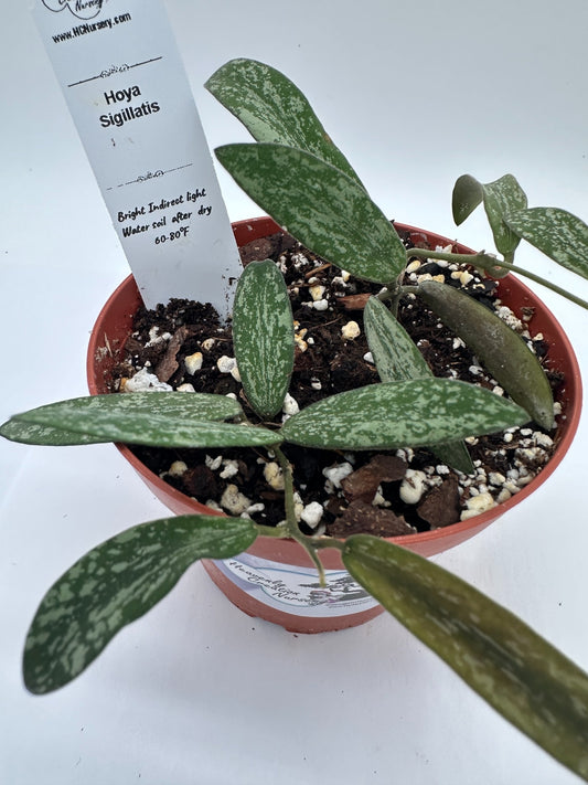 Sigillatis - Live Hoya 4"