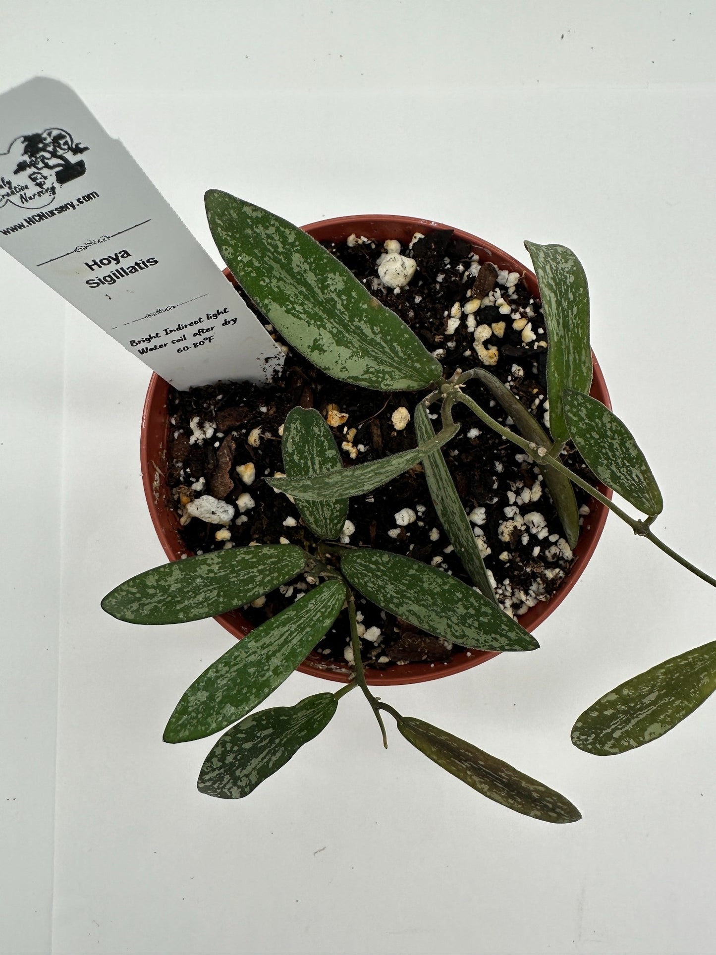 Sigillatis - Live Hoya 4"