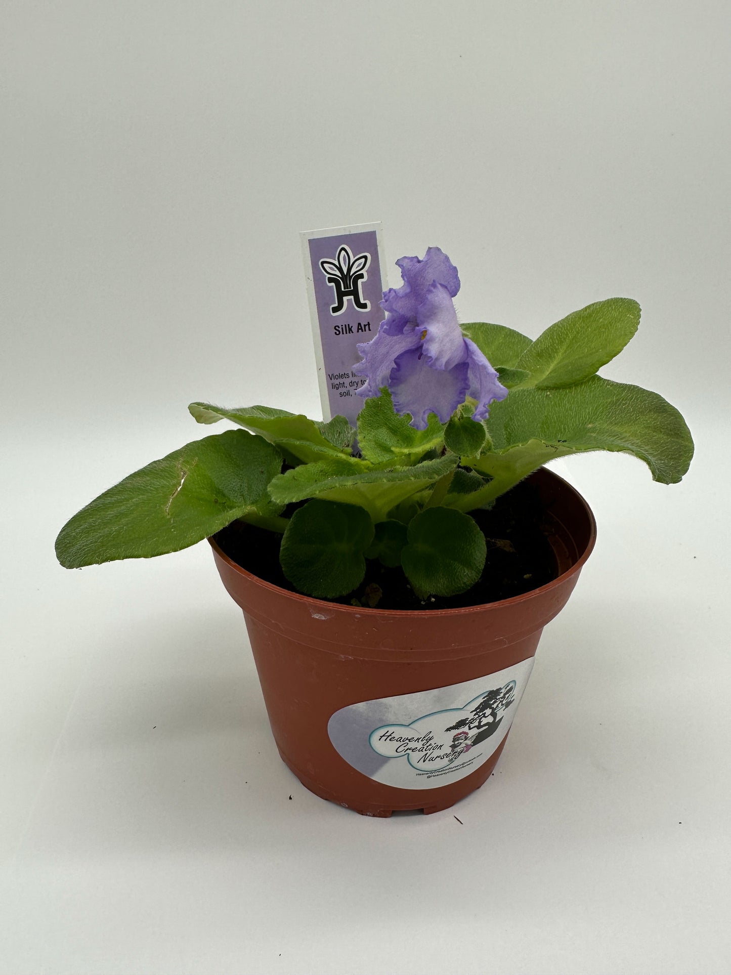 Silk Art - Live African Violet 4"