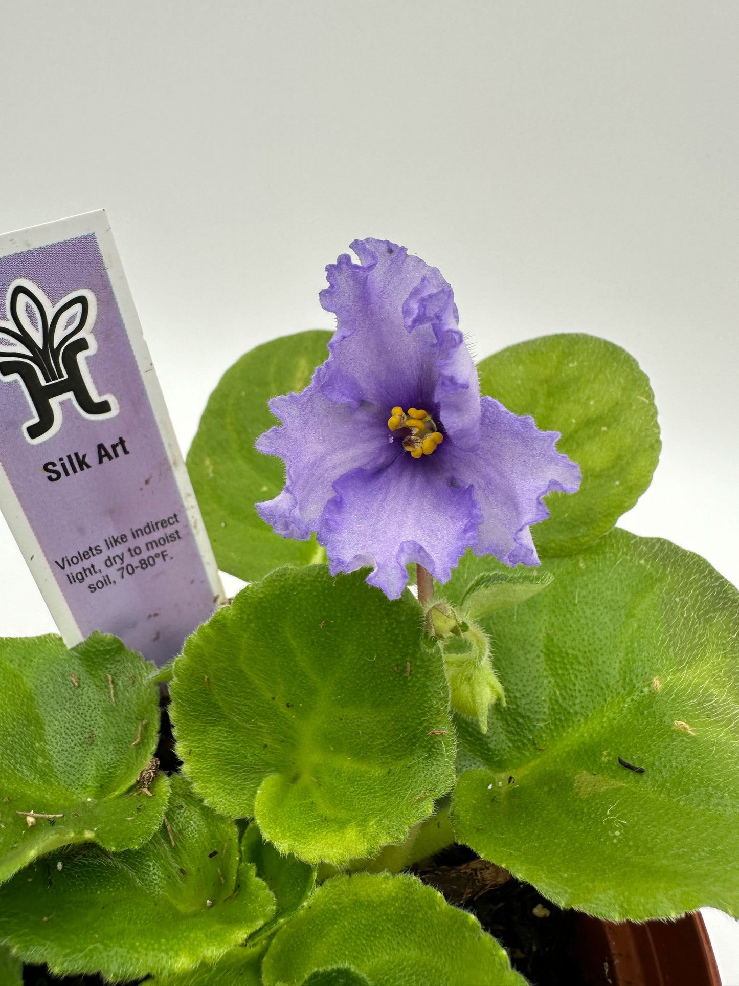 Silk Art - Live African Violet 4"