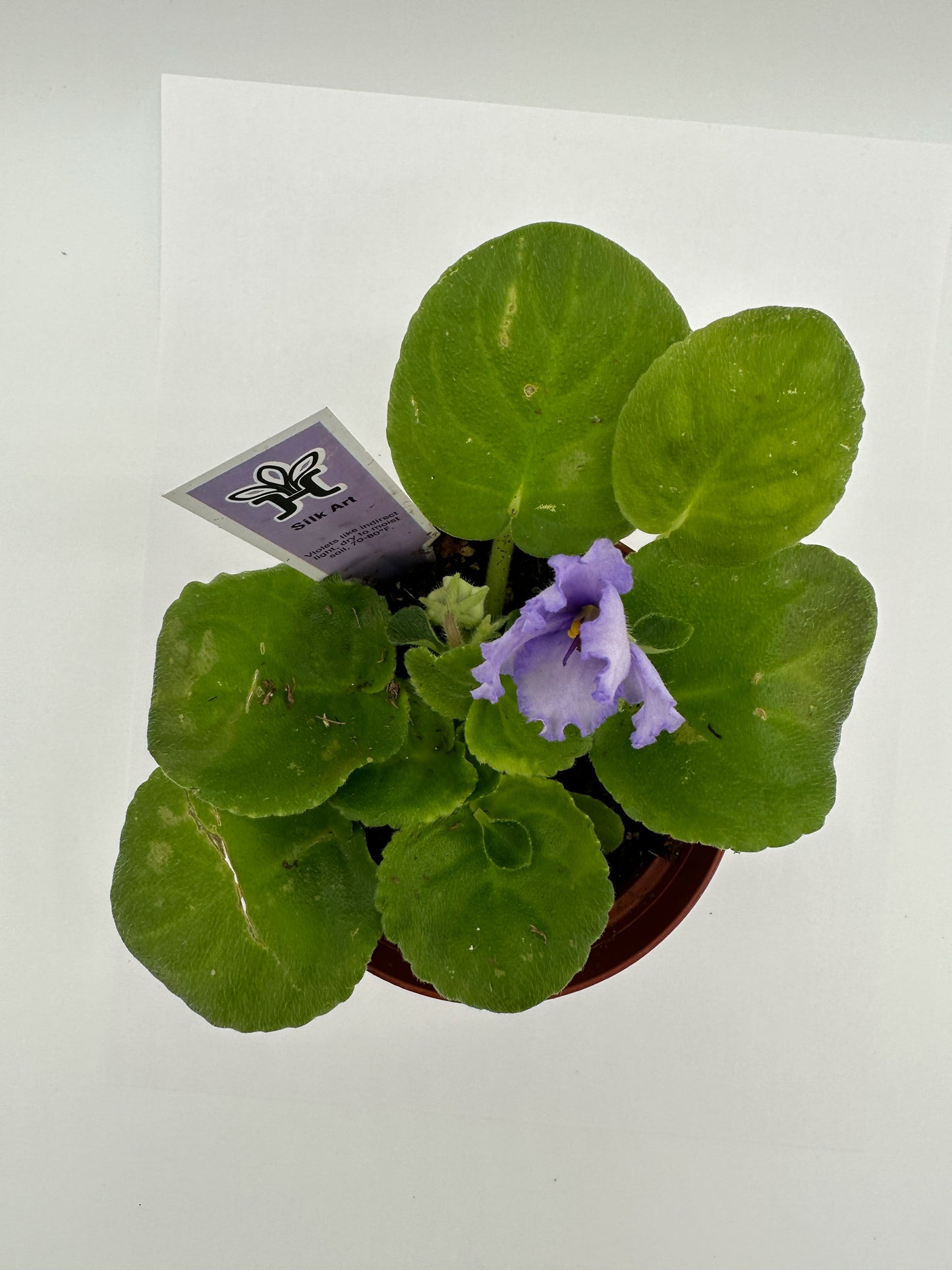 Silk Art - Live African Violet 4"