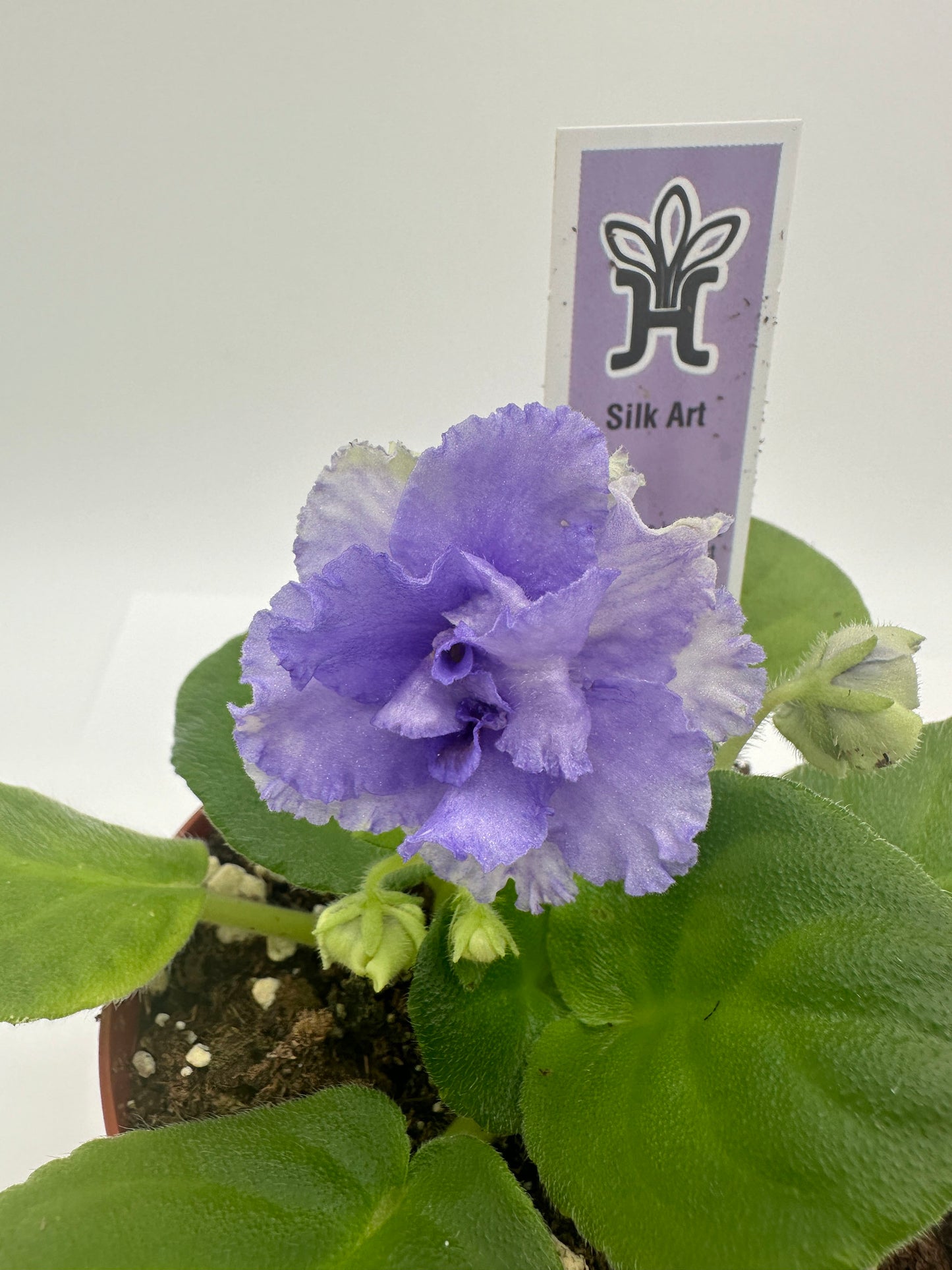 Silk Art - Live African Violet 4"