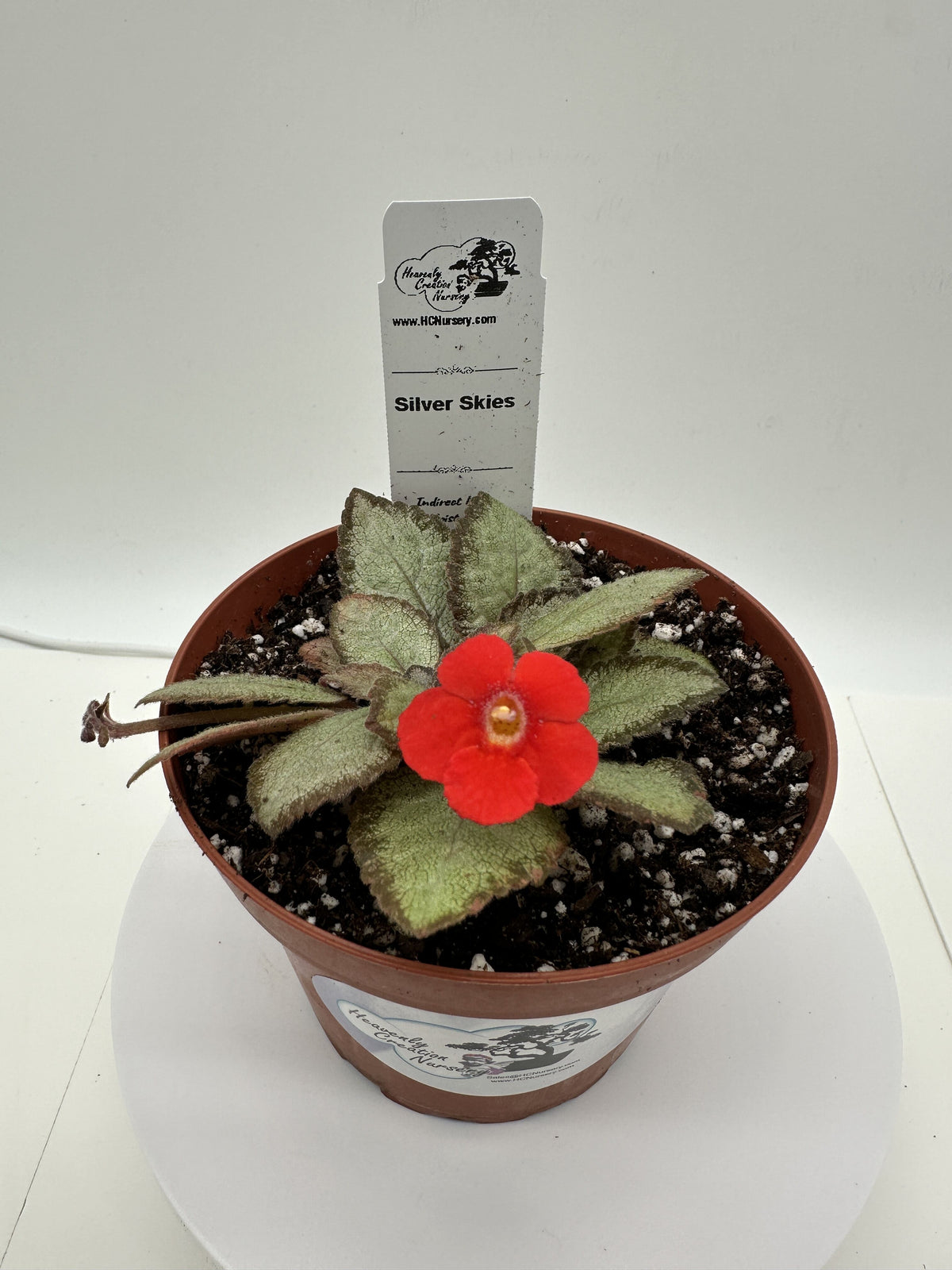 Silver Skies - Live Episcia 4"