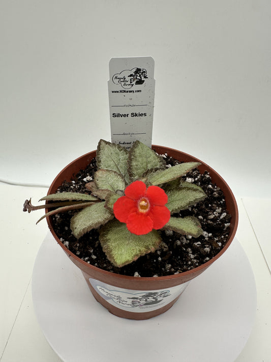 Silver Skies - Live Episcia 4"