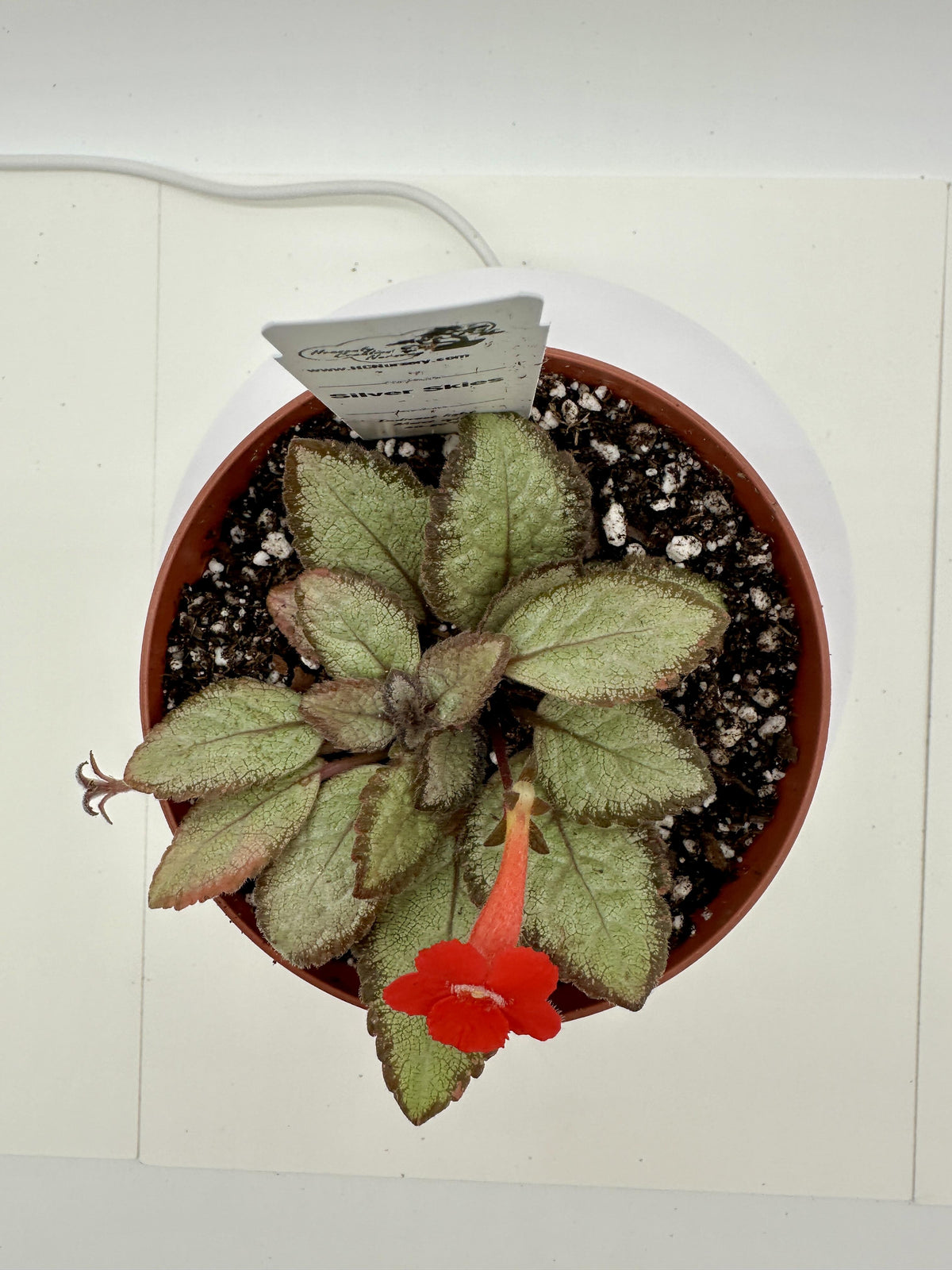 Silver Skies - Live Episcia 4"