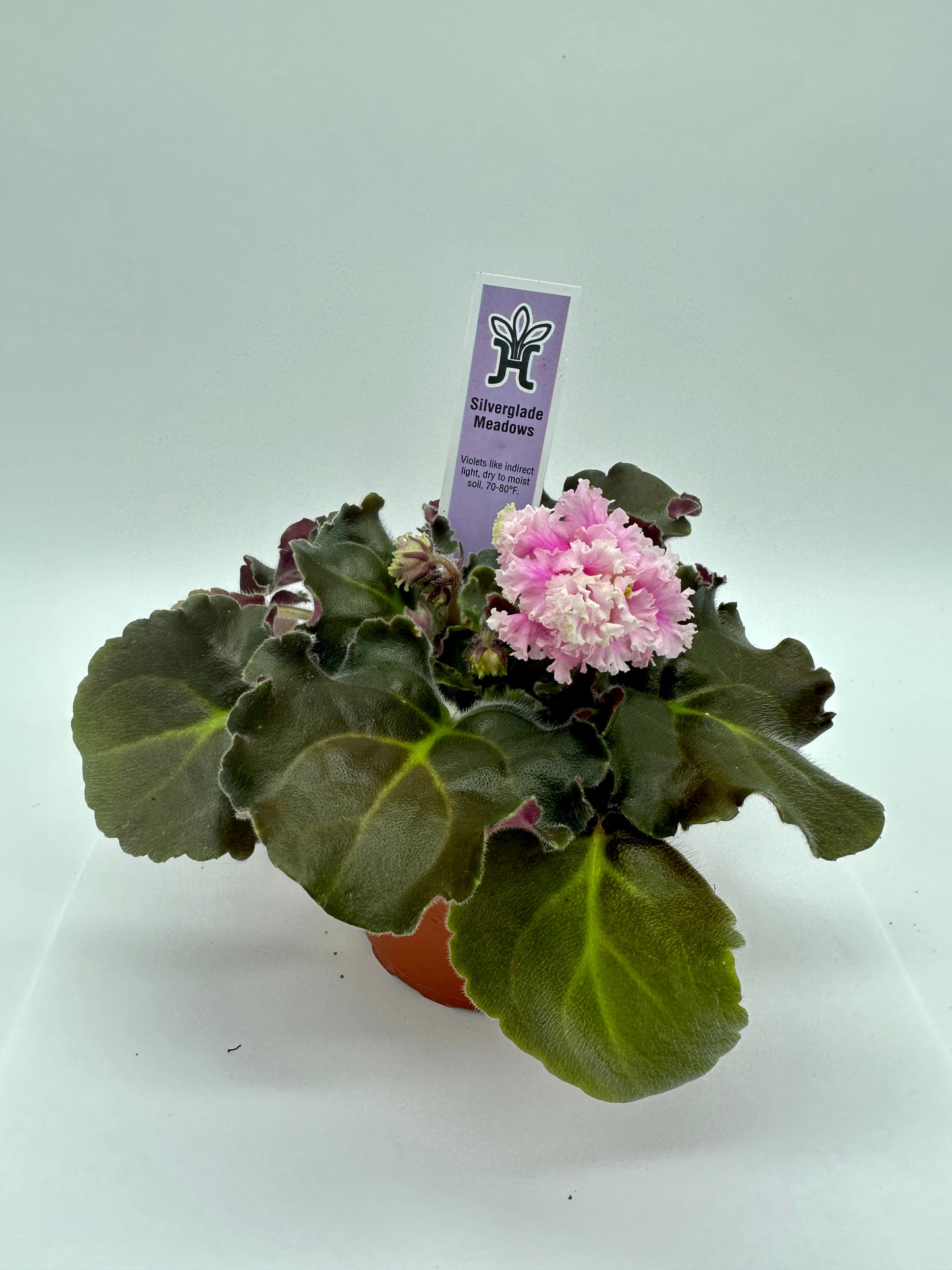 Silverglade Meadows - Live African Violet 4"