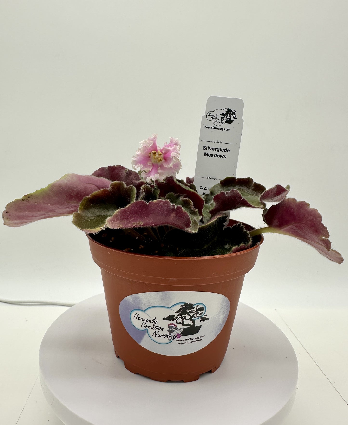 Silverglade Meadows - Live African Violet 4"