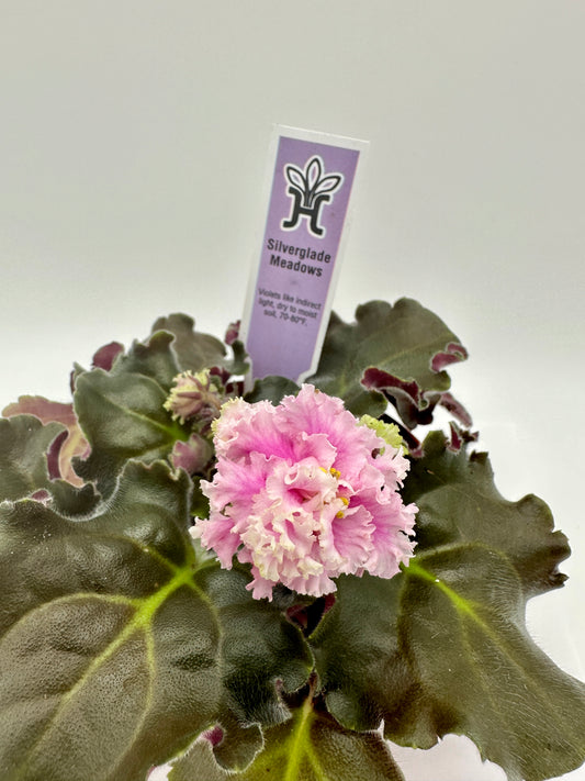 Silverglade Meadows - Live African Violet 4"