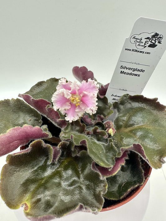 Silverglade Meadows - Live African Violet 4"